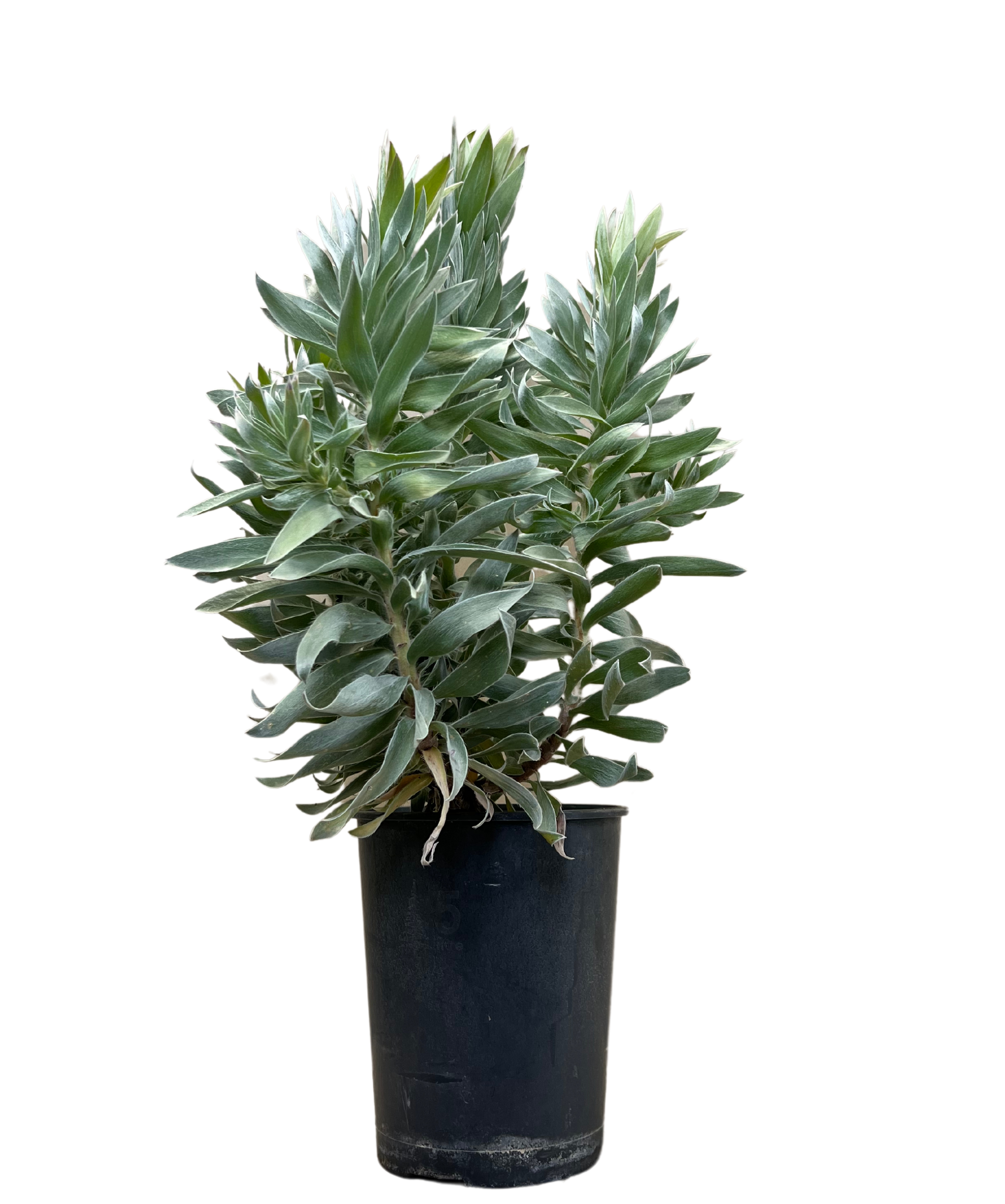 Leucadendron Argenteum