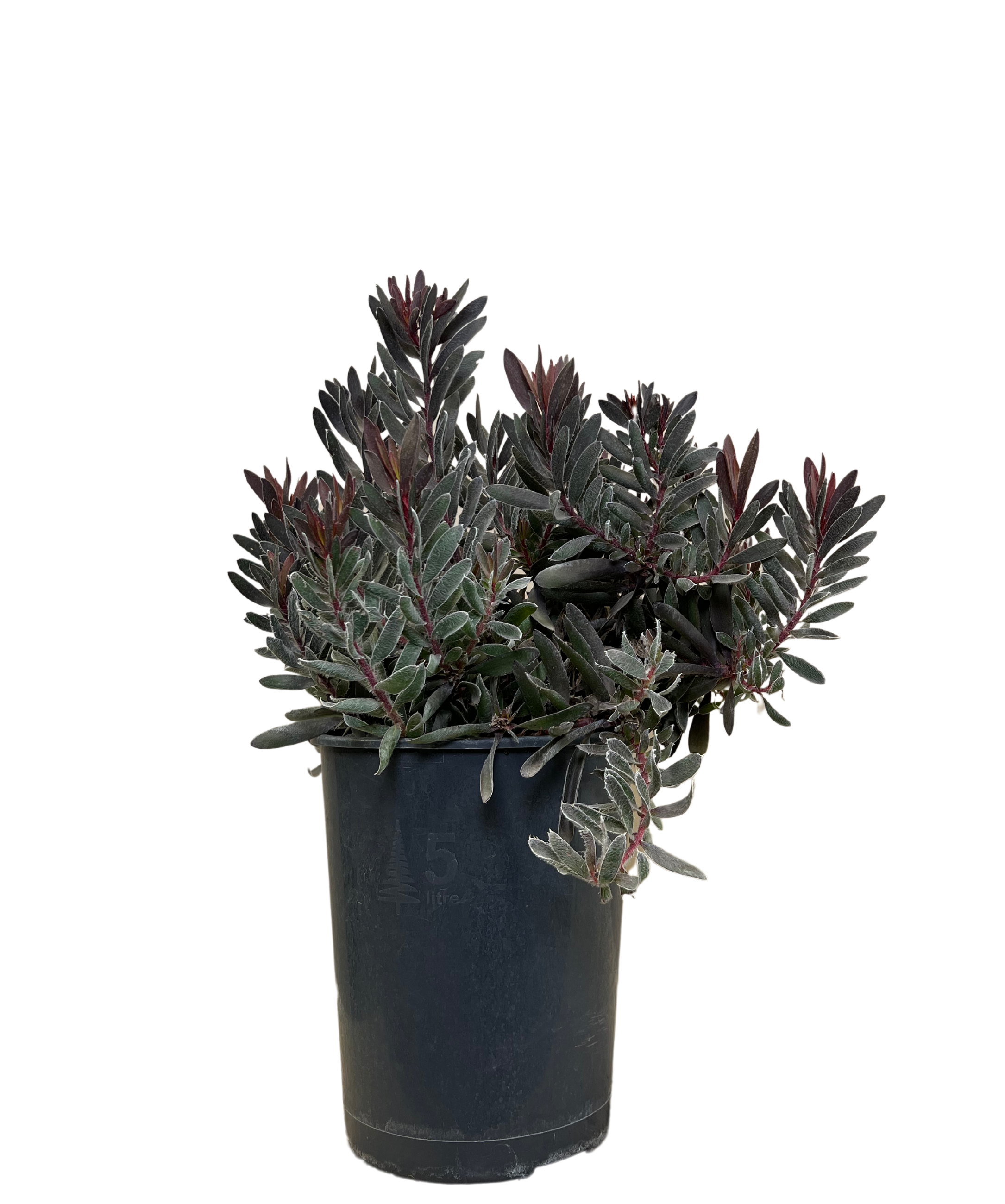 Leucadendron Ebony