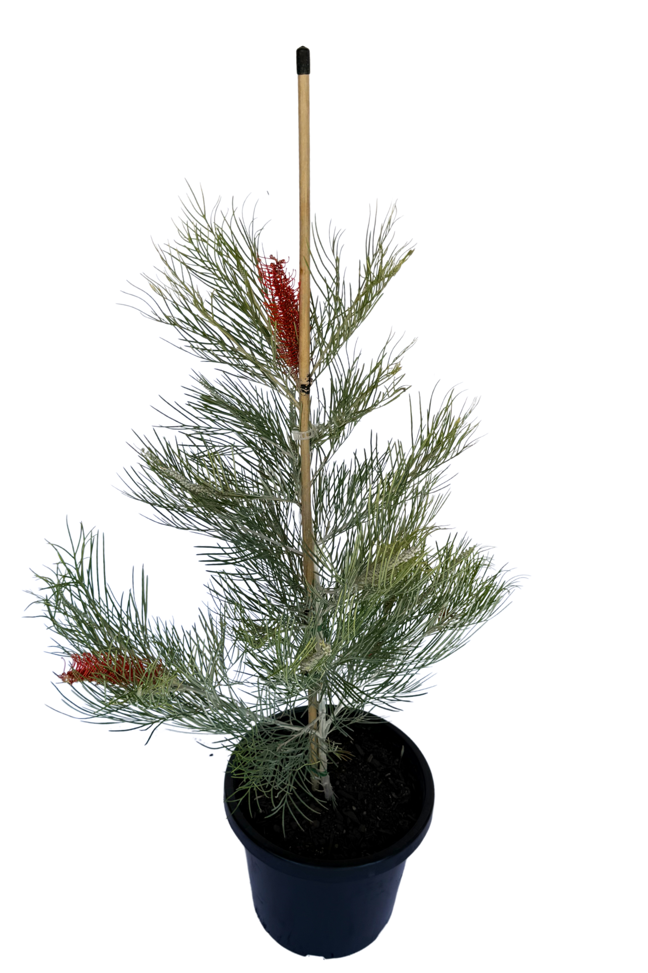 Grevillea City Lights