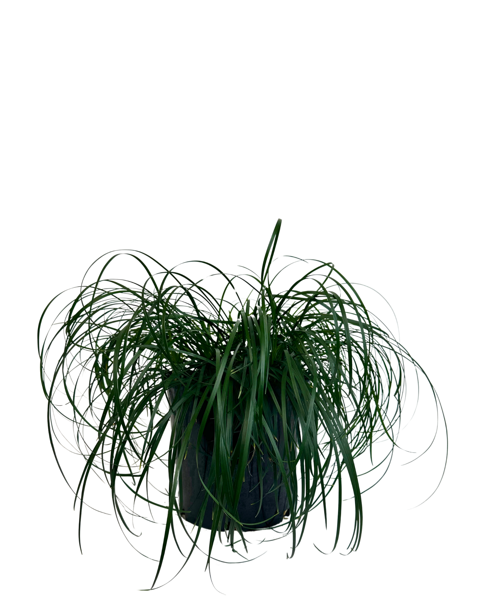 Liriope Emerald Cascade