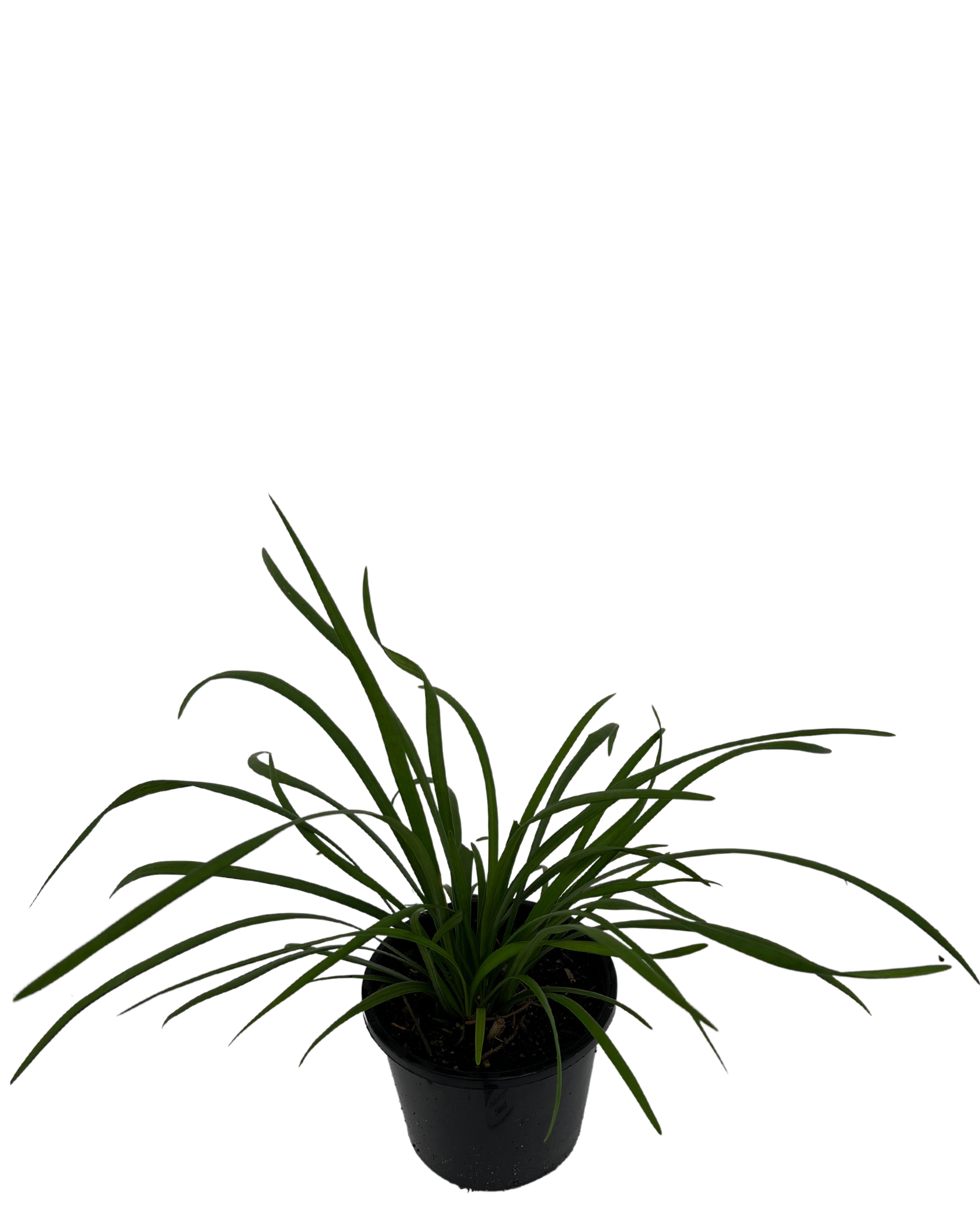 Liriope Evergreen Giant