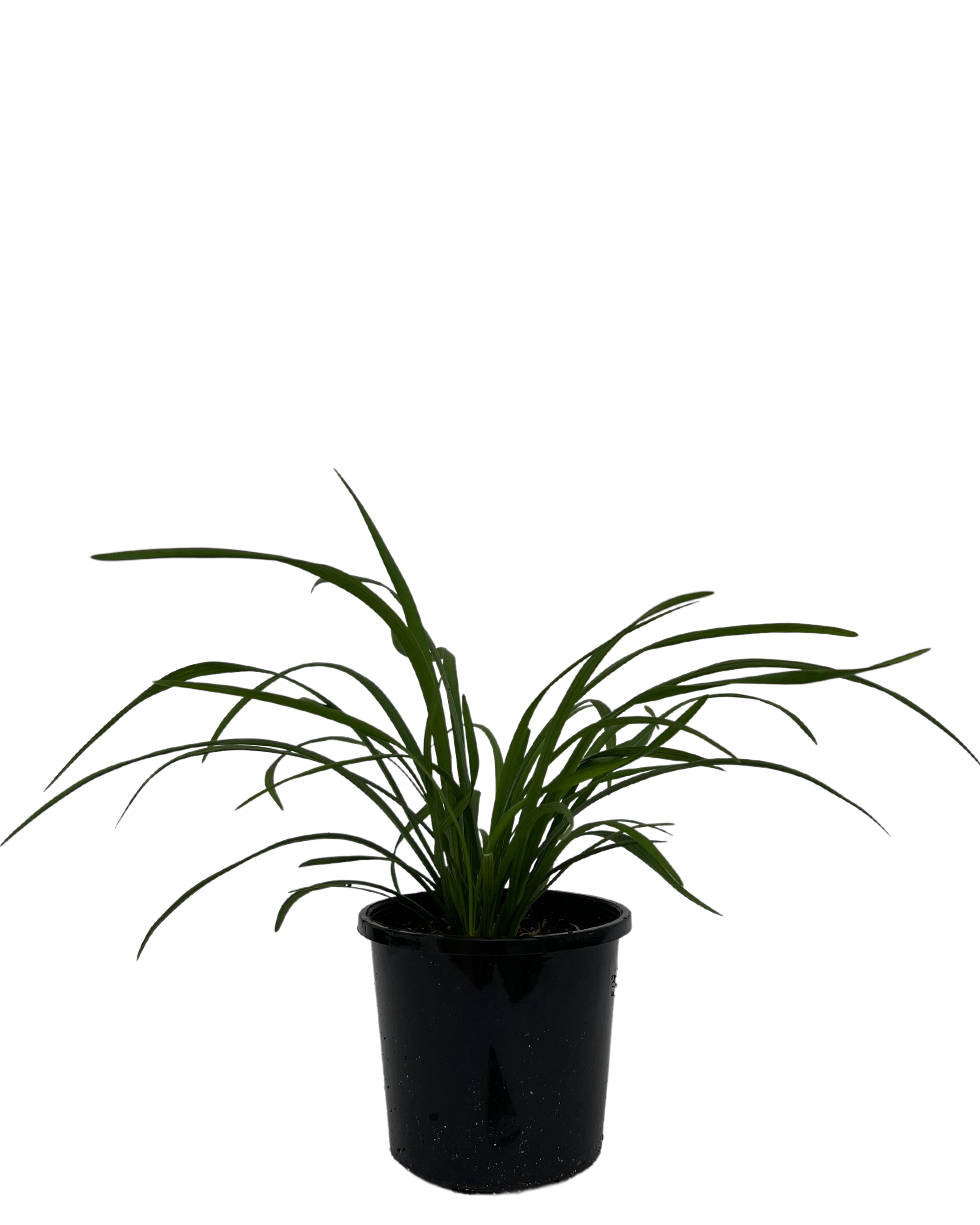 Liriope Evergreen Giant