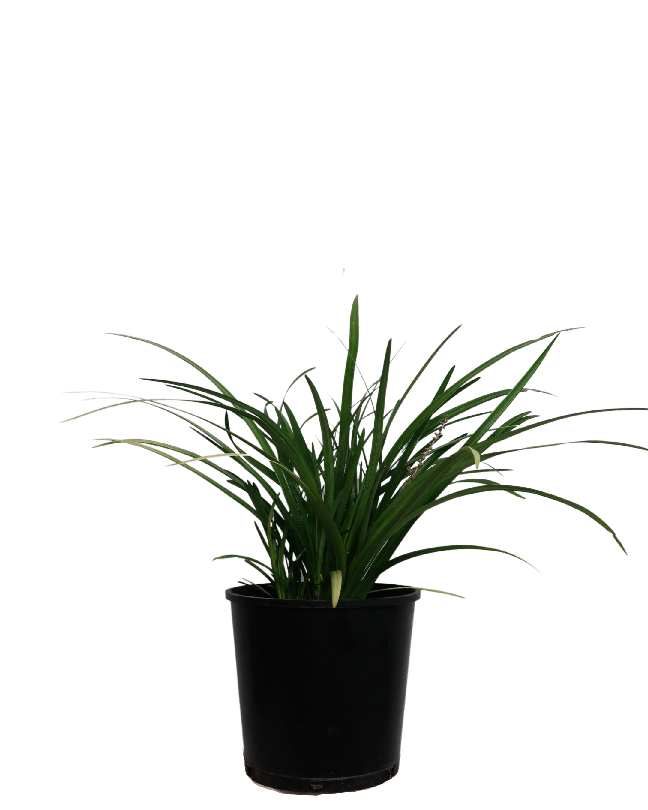 Liriope Evergreen Giant