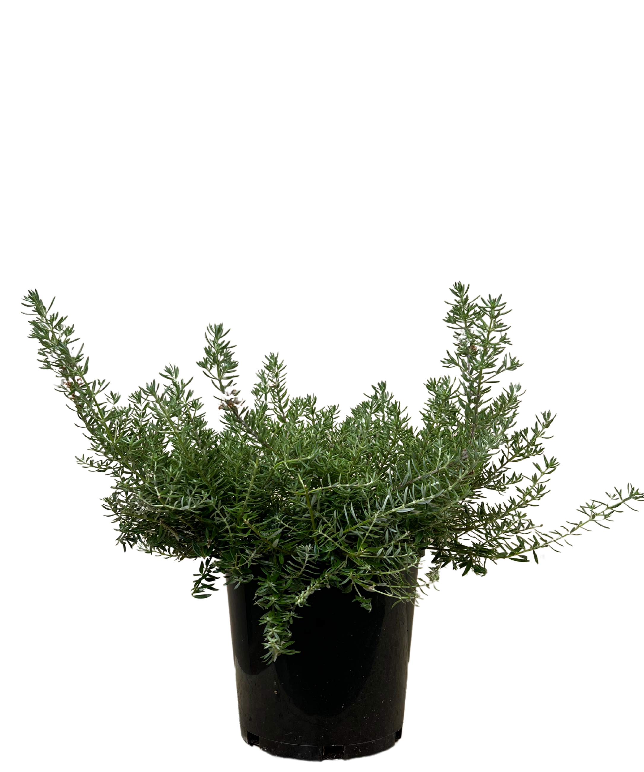 Westringia Low Horizon