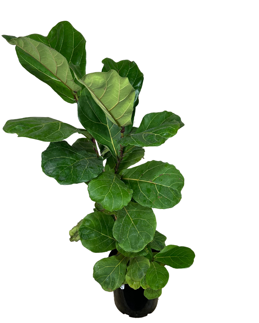 Fiddle Leaf Fig - Ficus Lyrata