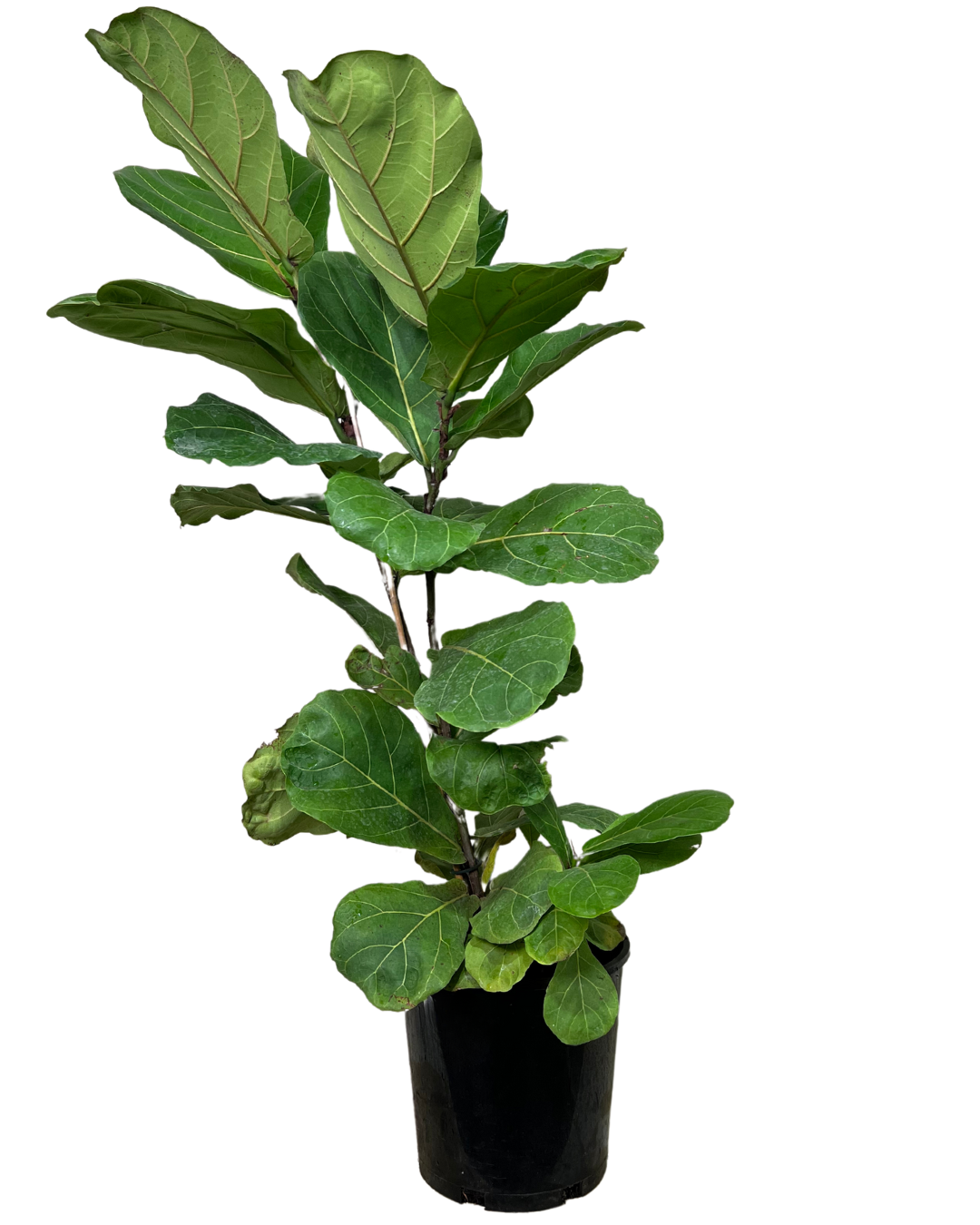 Fiddle Leaf Fig - Ficus Lyrata