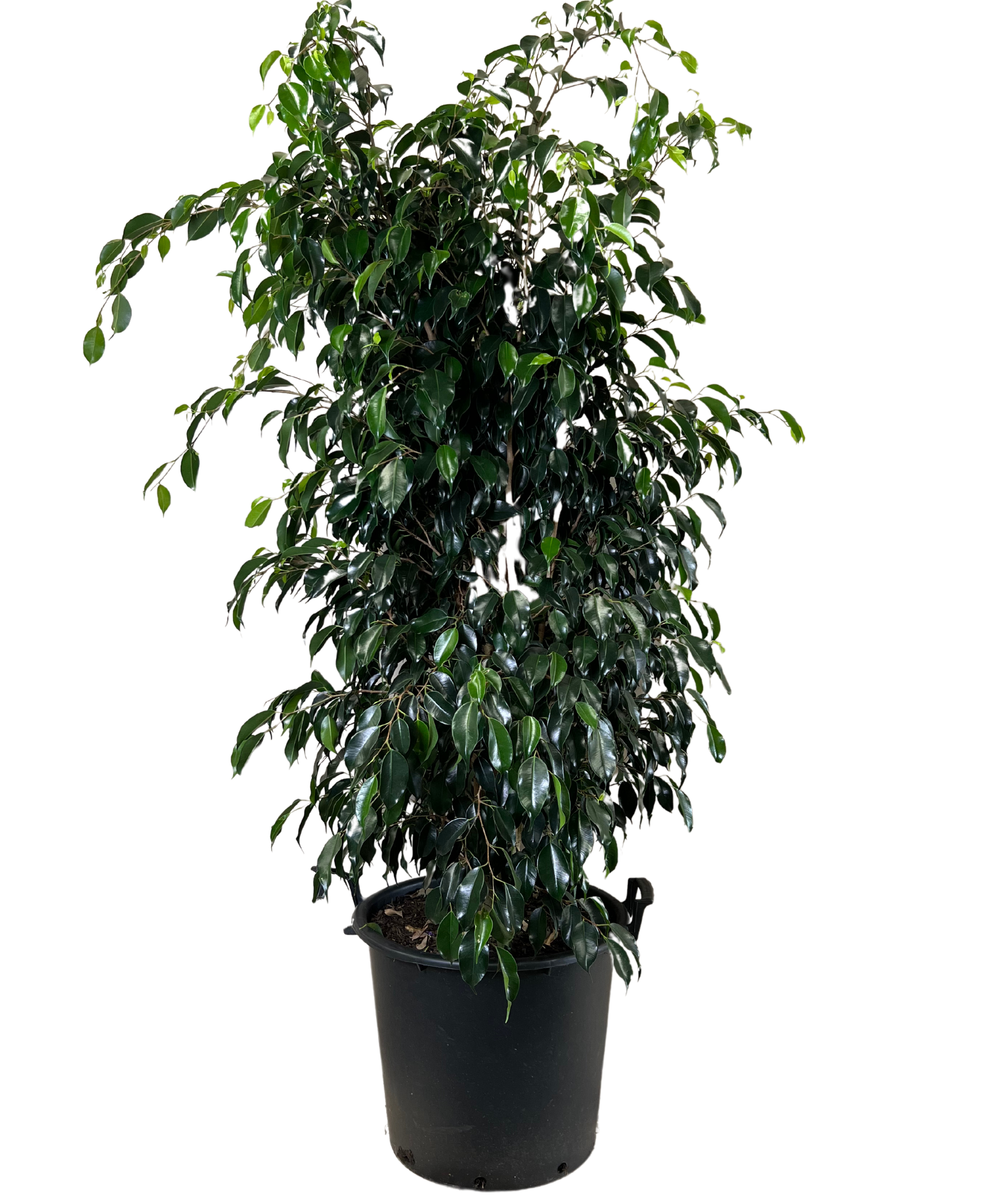Ficus Midnight Beauty
