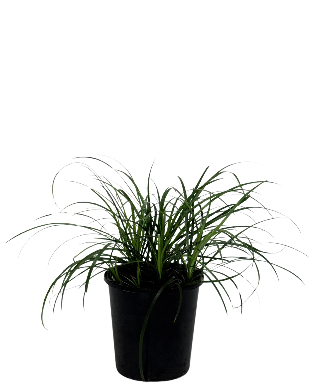 Mondo Grass - Ophiopogon Stripey White