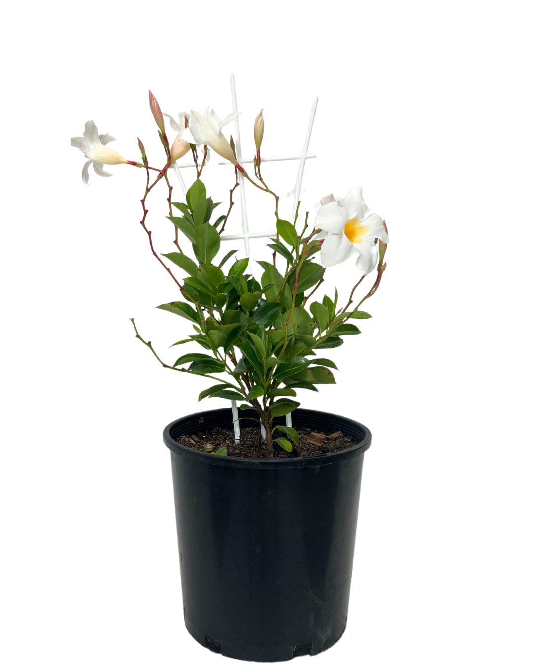 Mandevilla Bright White