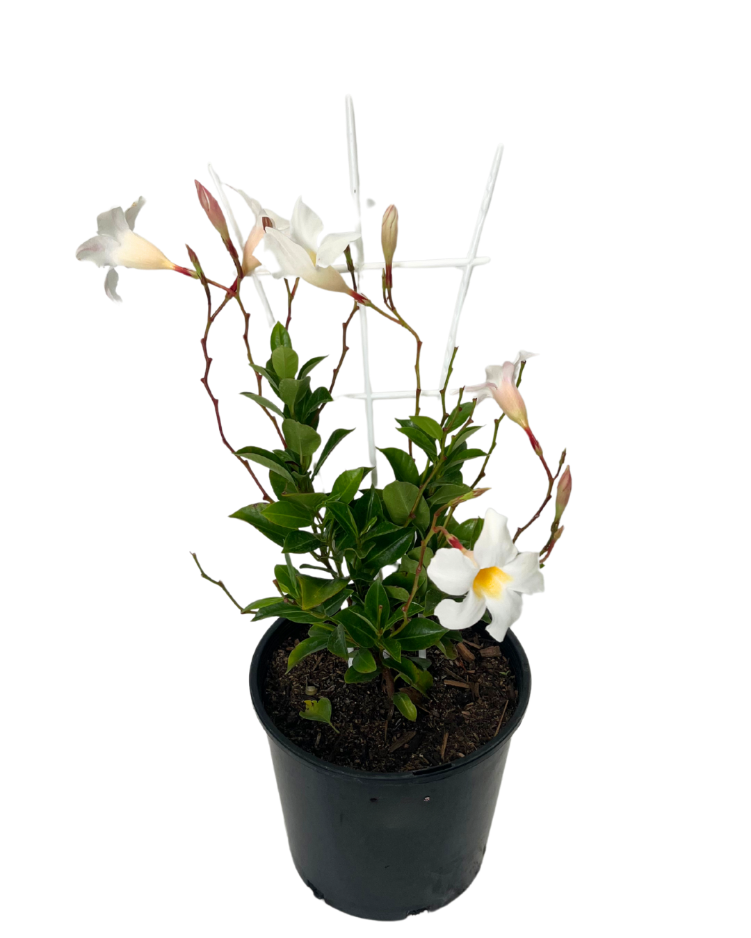 Mandevilla Bright White