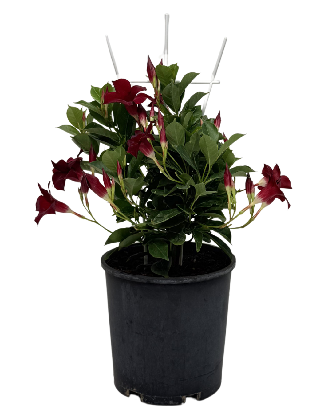 Mandevilla So Burgundy
