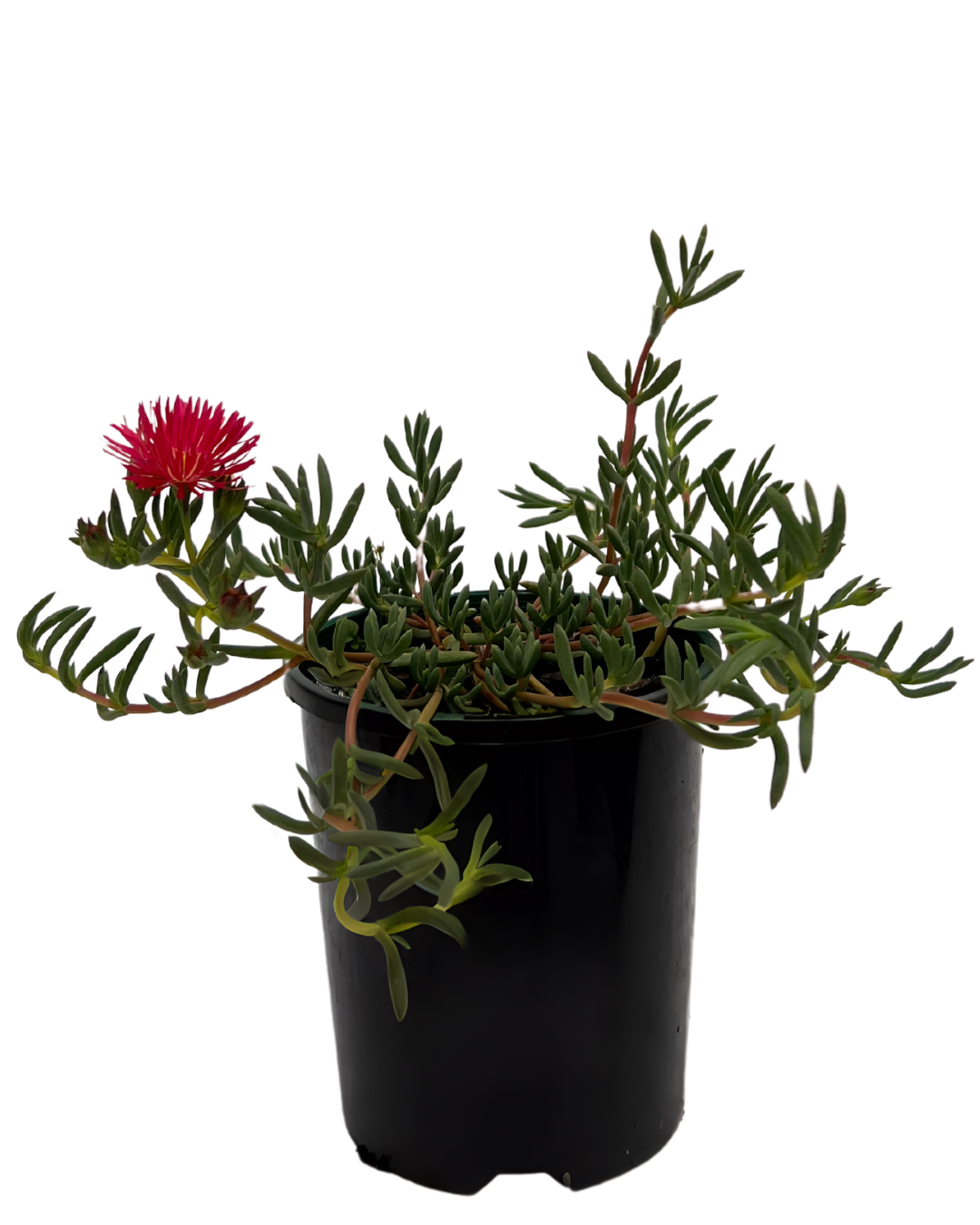 Mesembryathemum Magenta