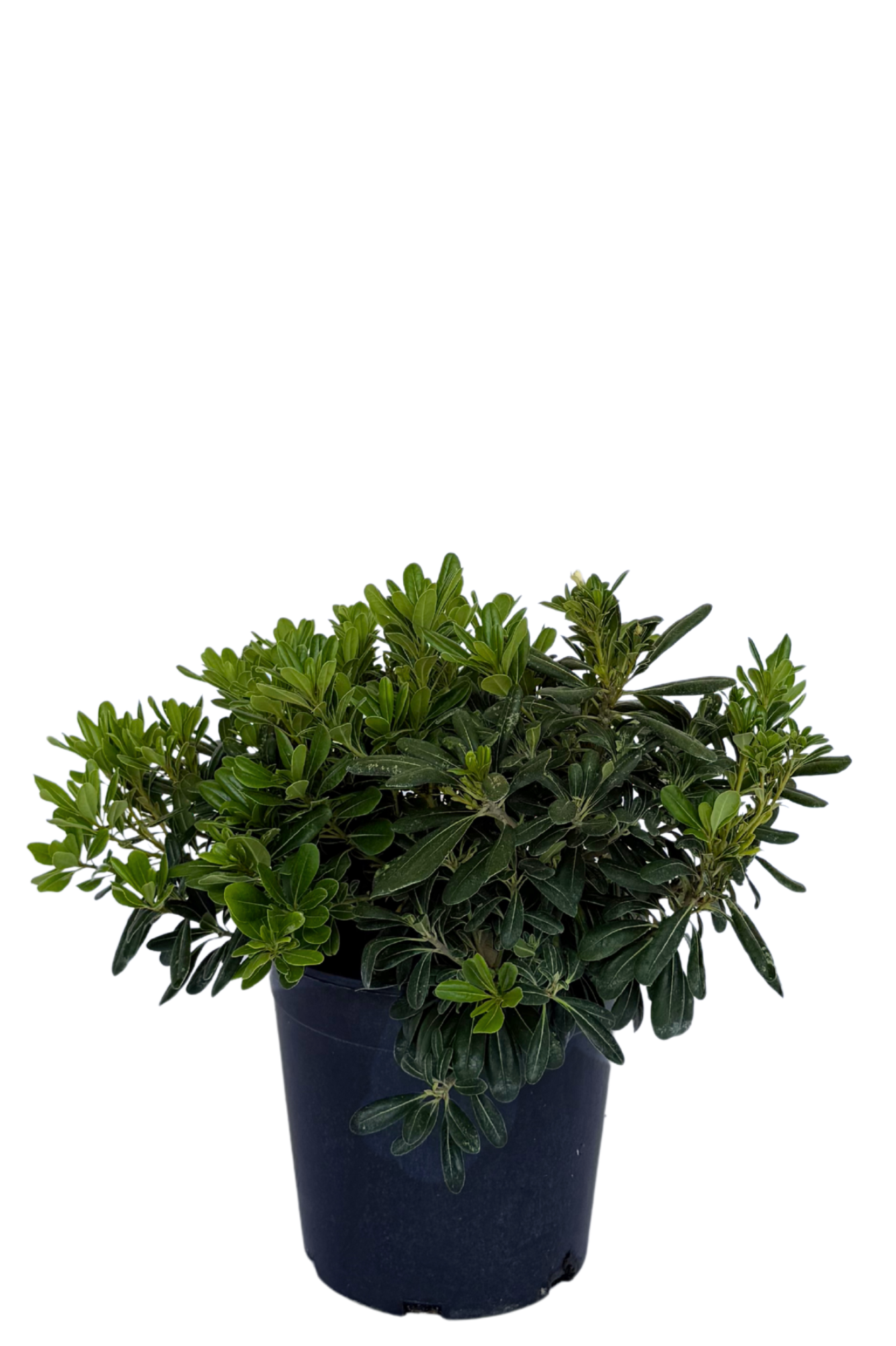 Pittosporum Miss Muffet