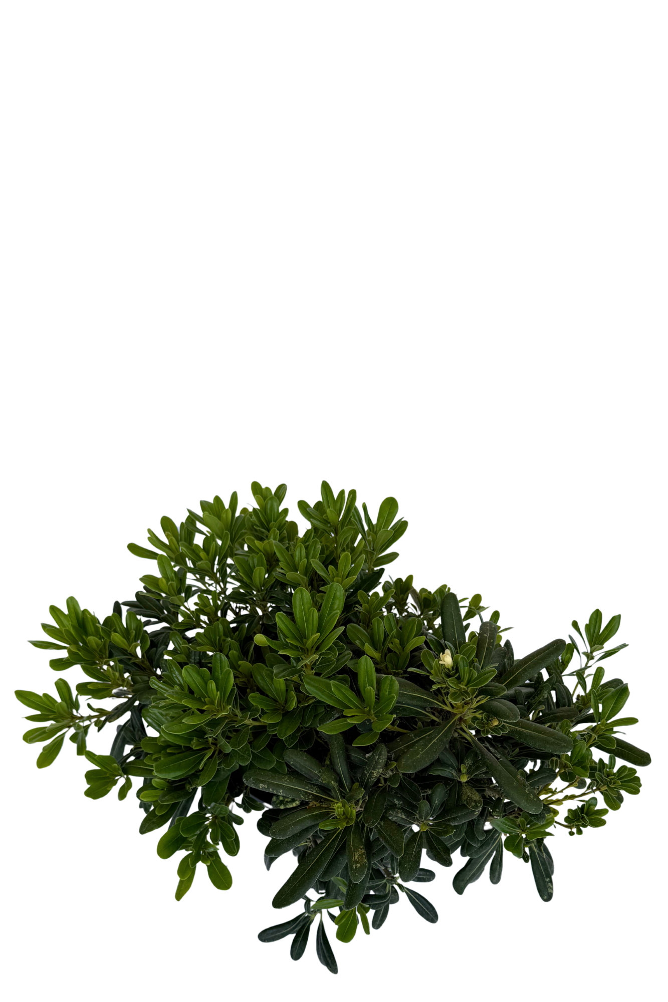 Pittosporum Miss Muffet