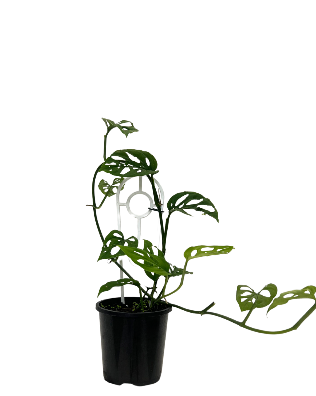 Monstera Adansonii Mini