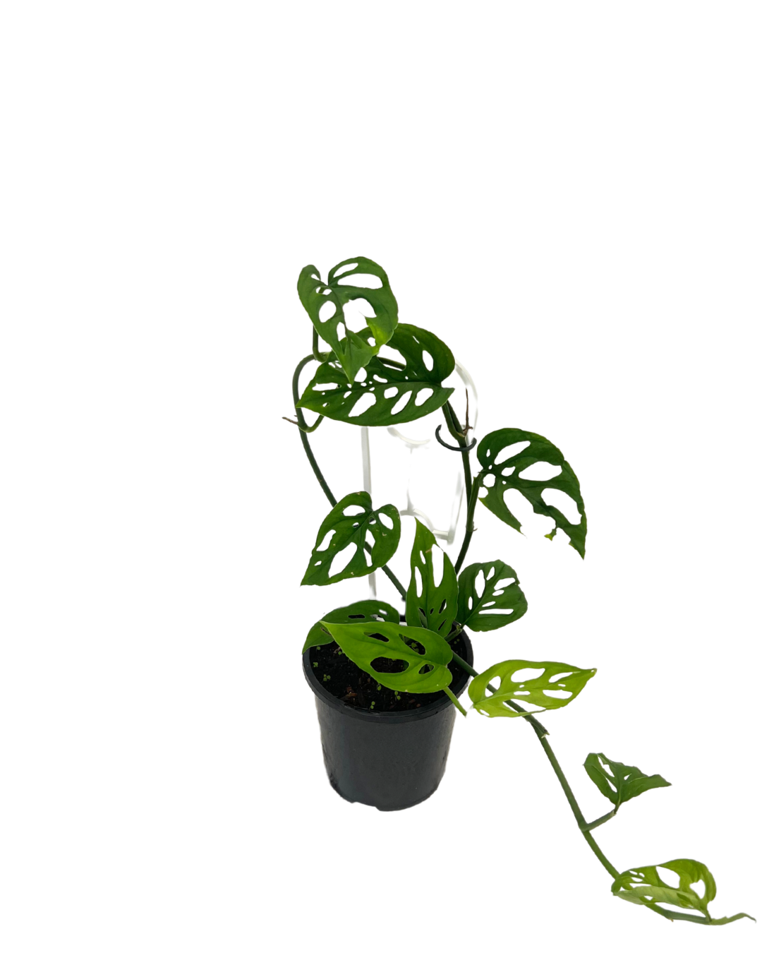 Monstera Adansonii Mini
