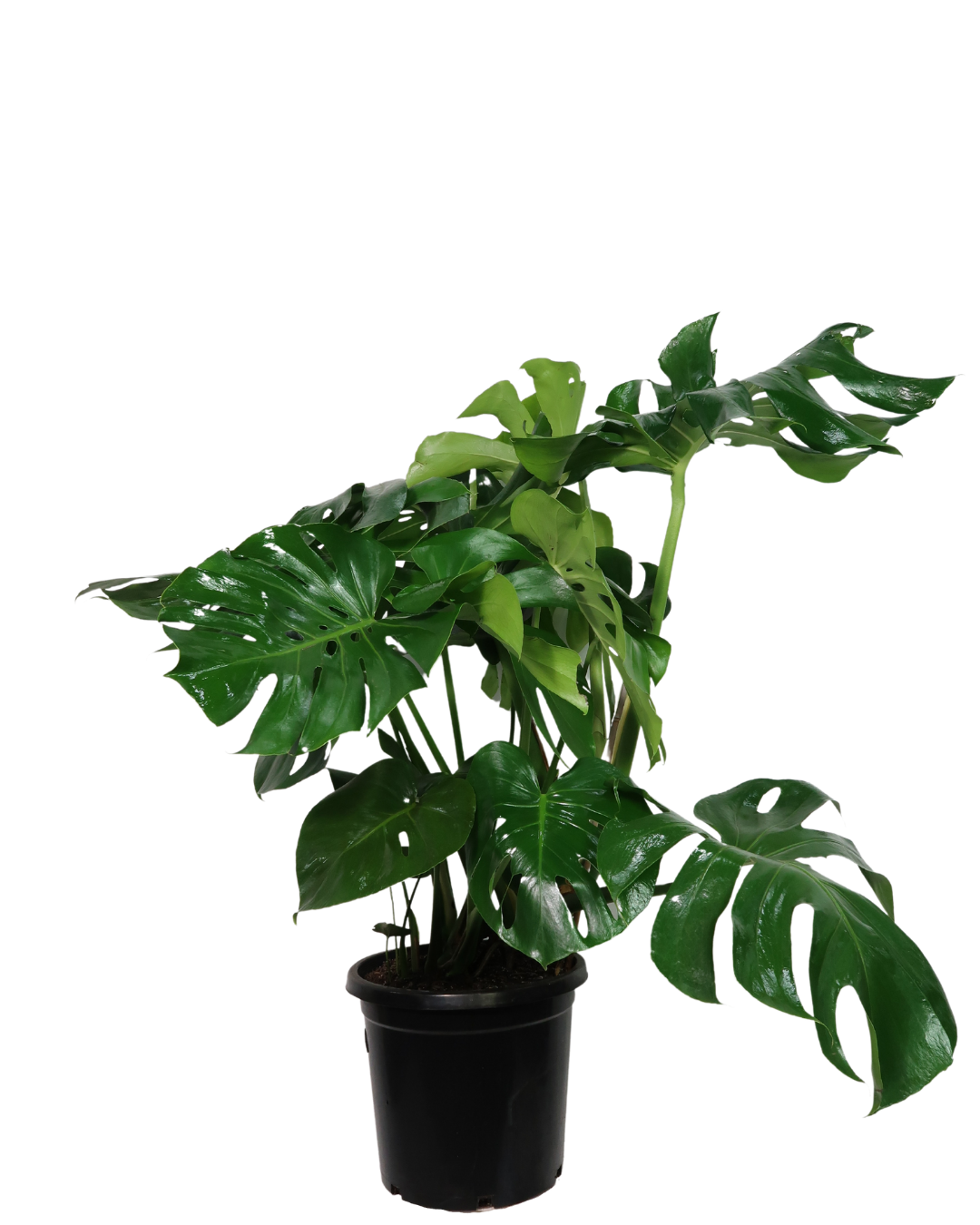 monstera deliciosa buy perth Monstera Deliciosa | Indoor Plant Perth