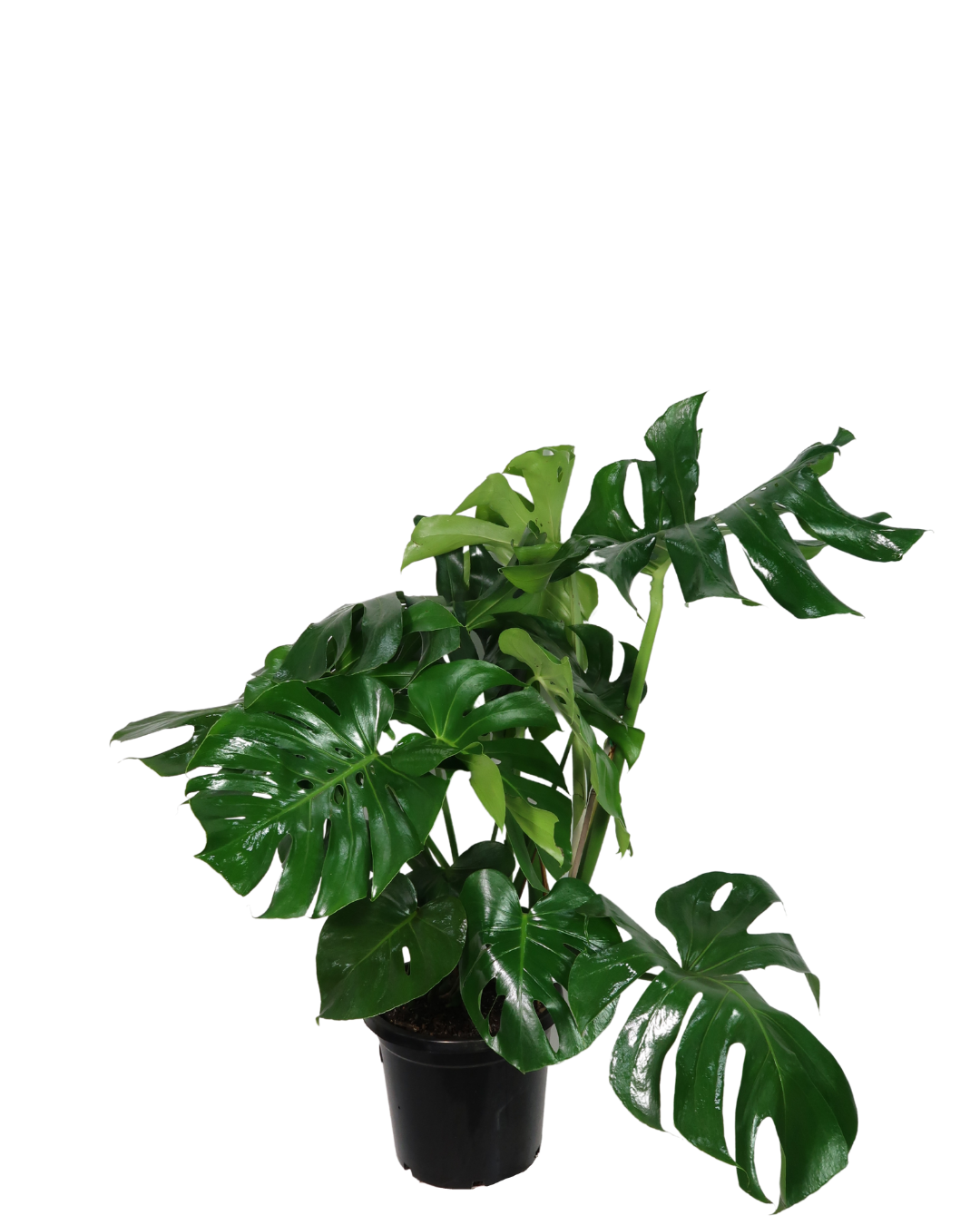 Monstera Deliciosa