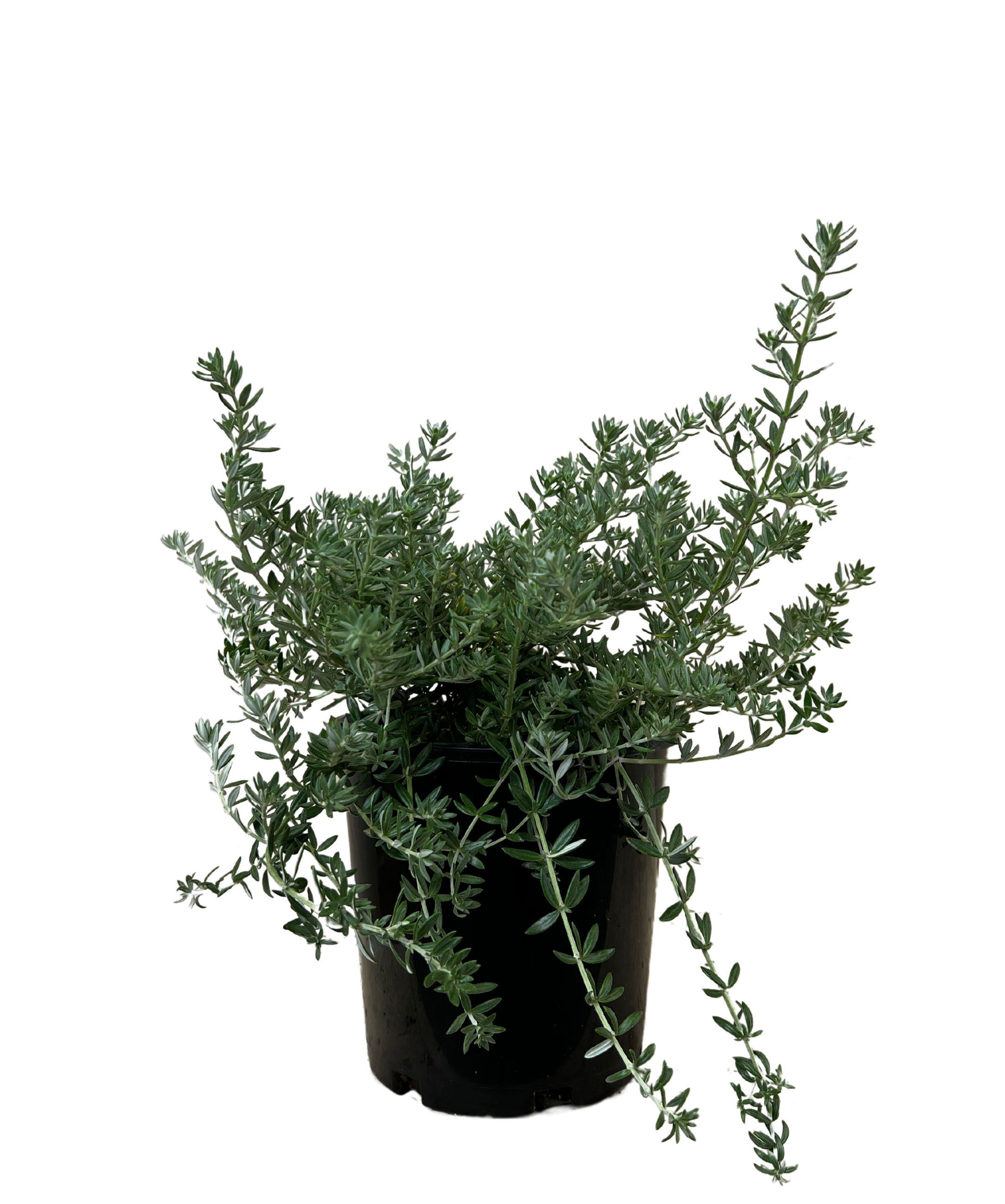 Westringia Mundi