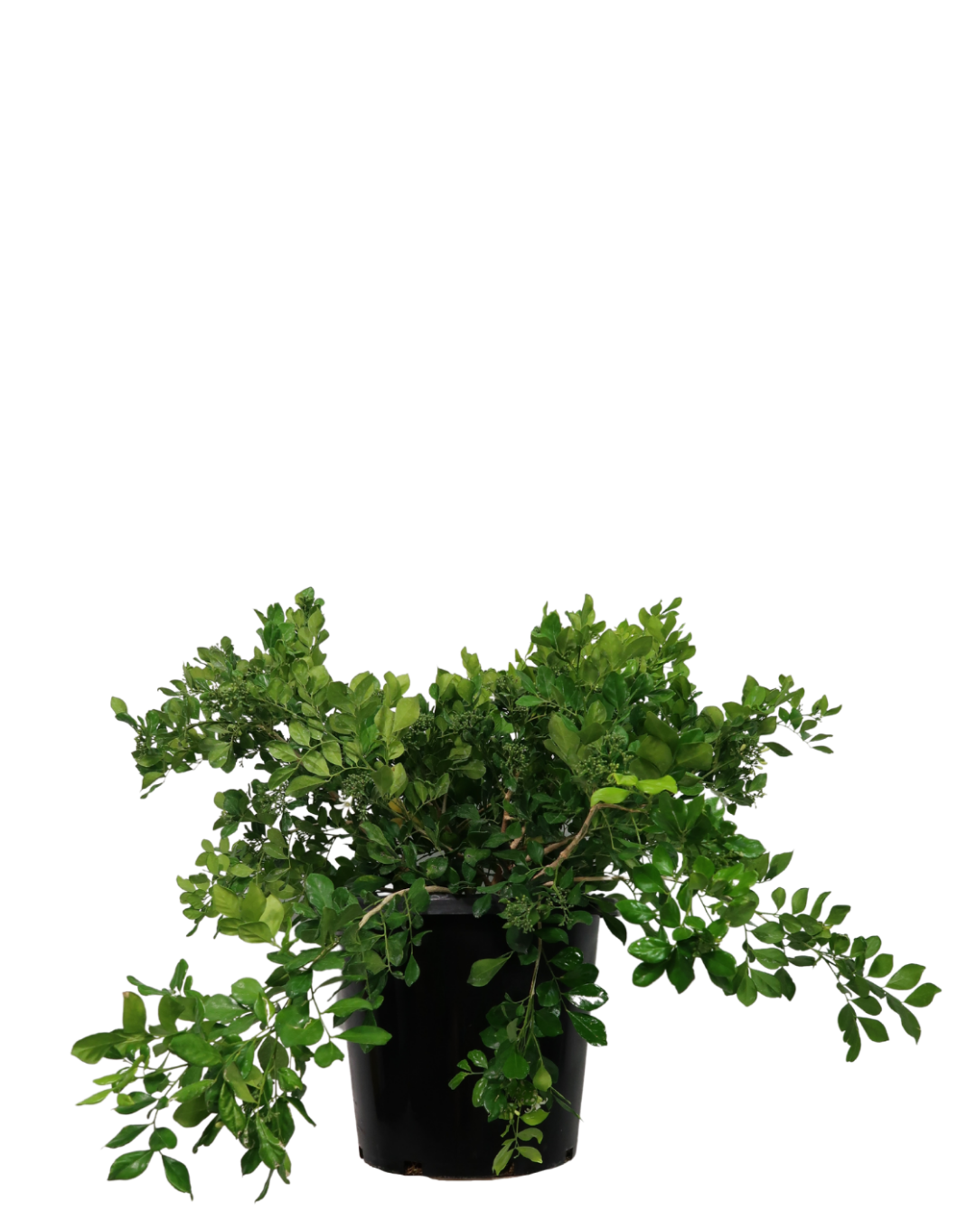 Orange Jessamine - Murraya Paniculata