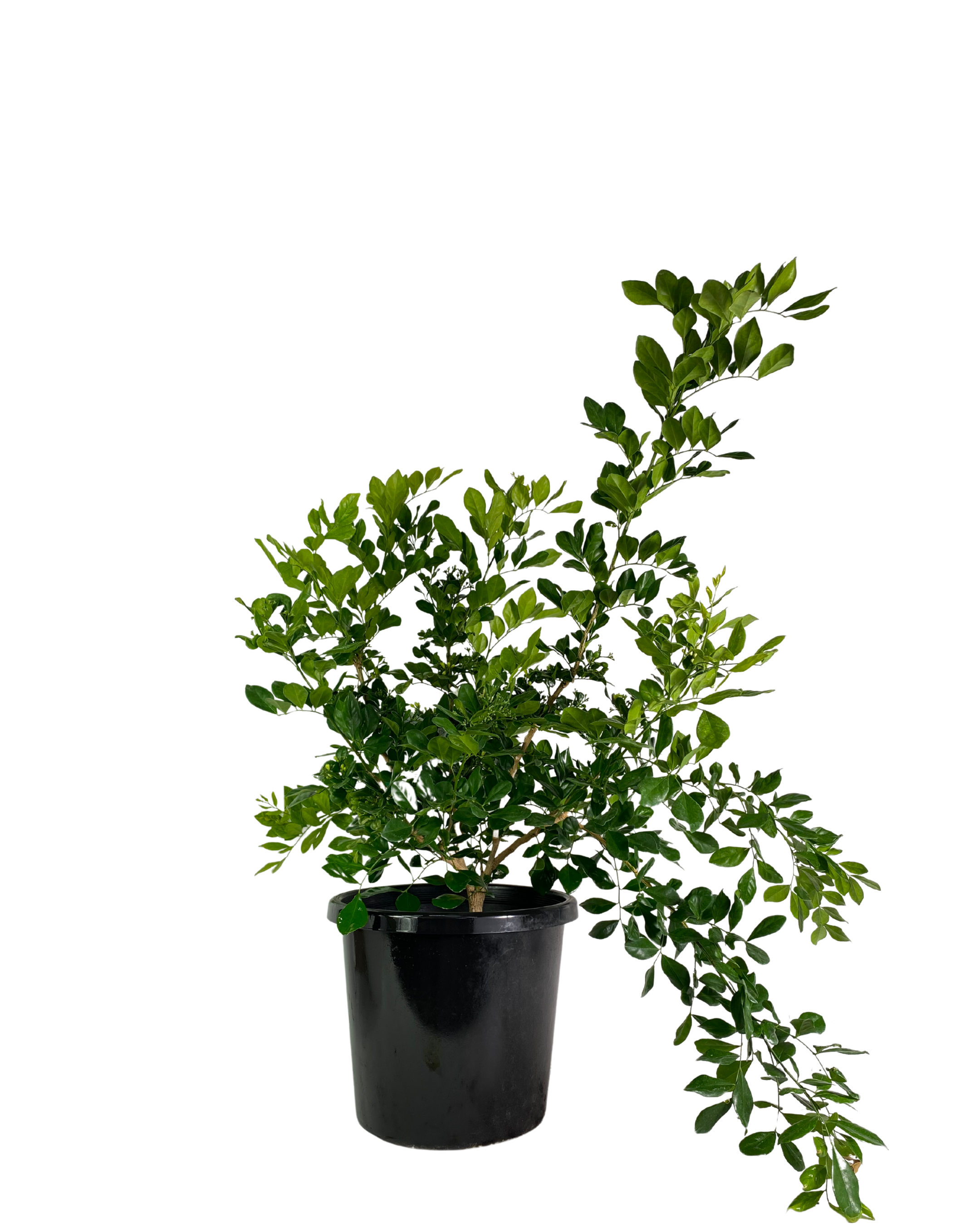 Orange Jessamine - Murraya Paniculata
