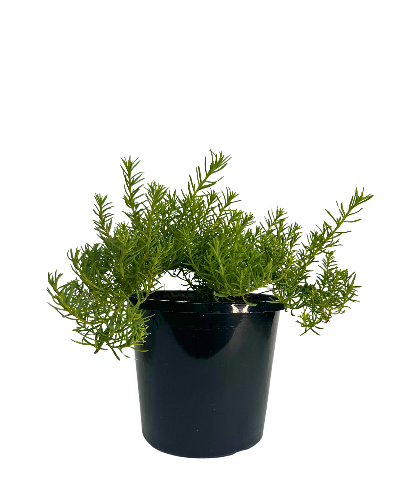 Myoporum Fine Leaf