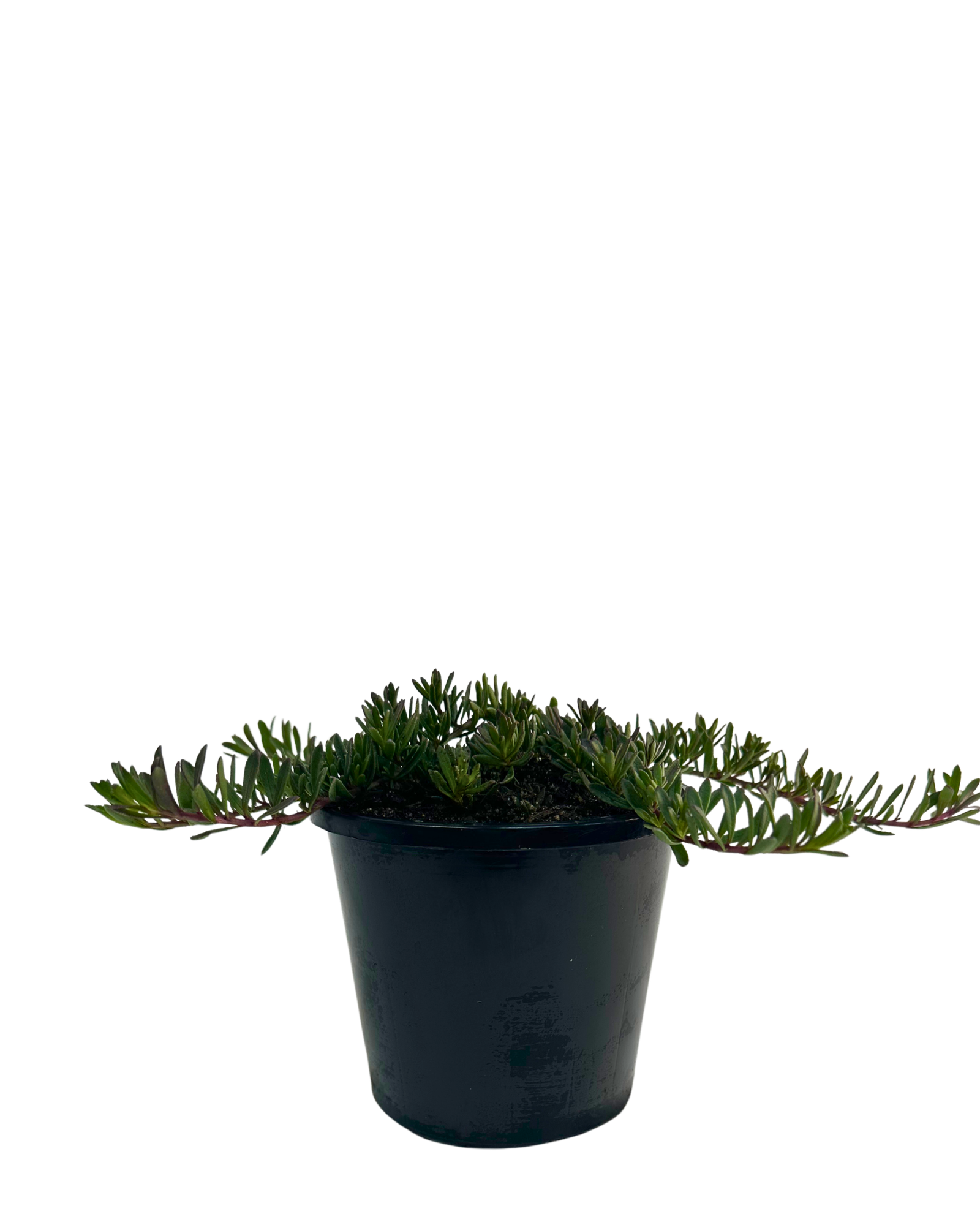 Myoporum Purpurea