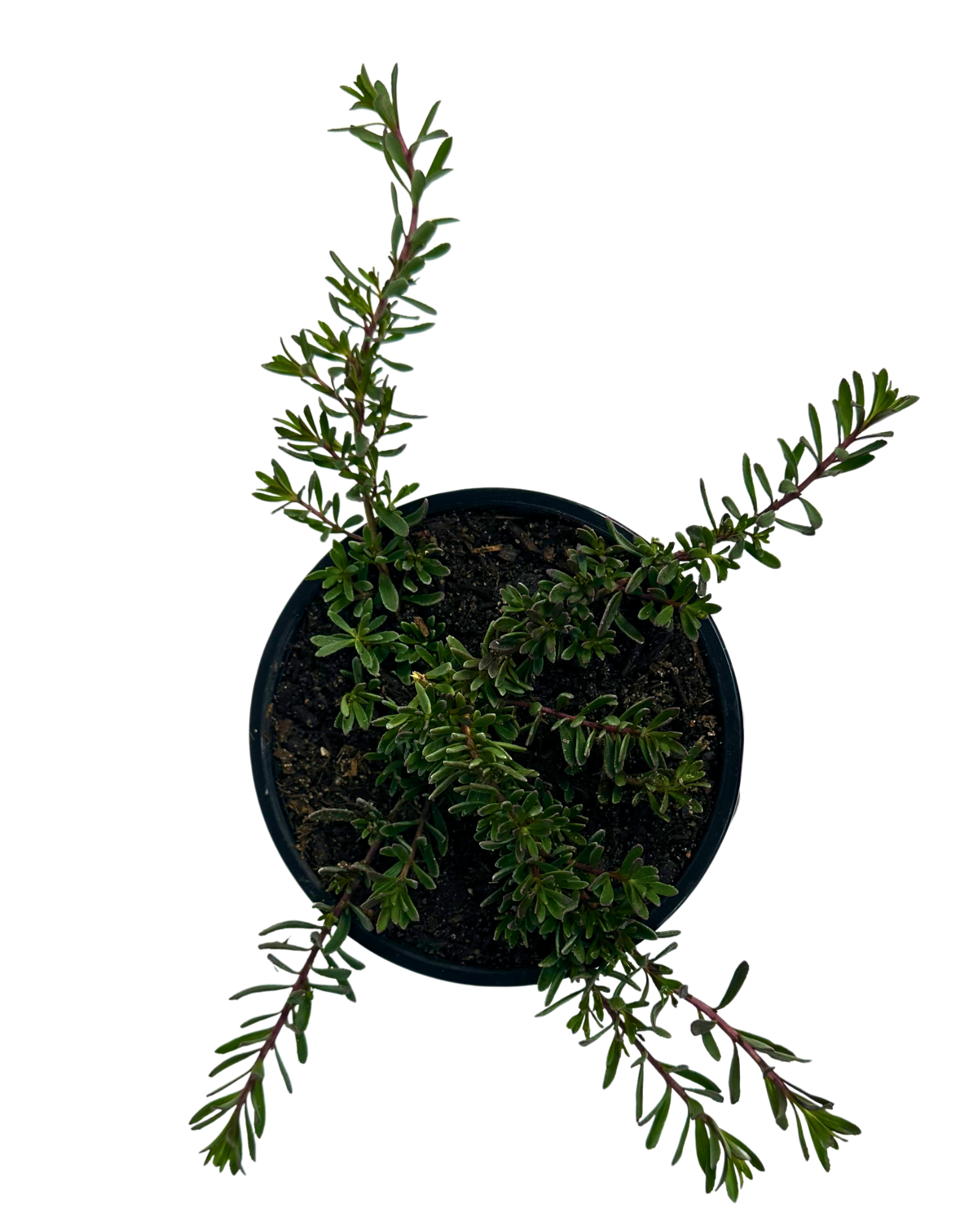 Myoporum Purpurea