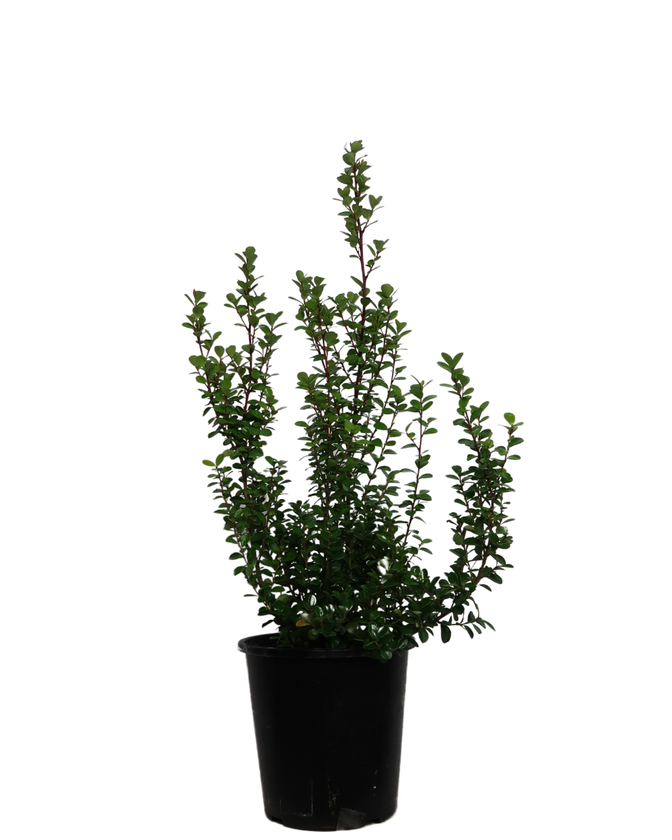 African Boxwood - Myrsine Africana