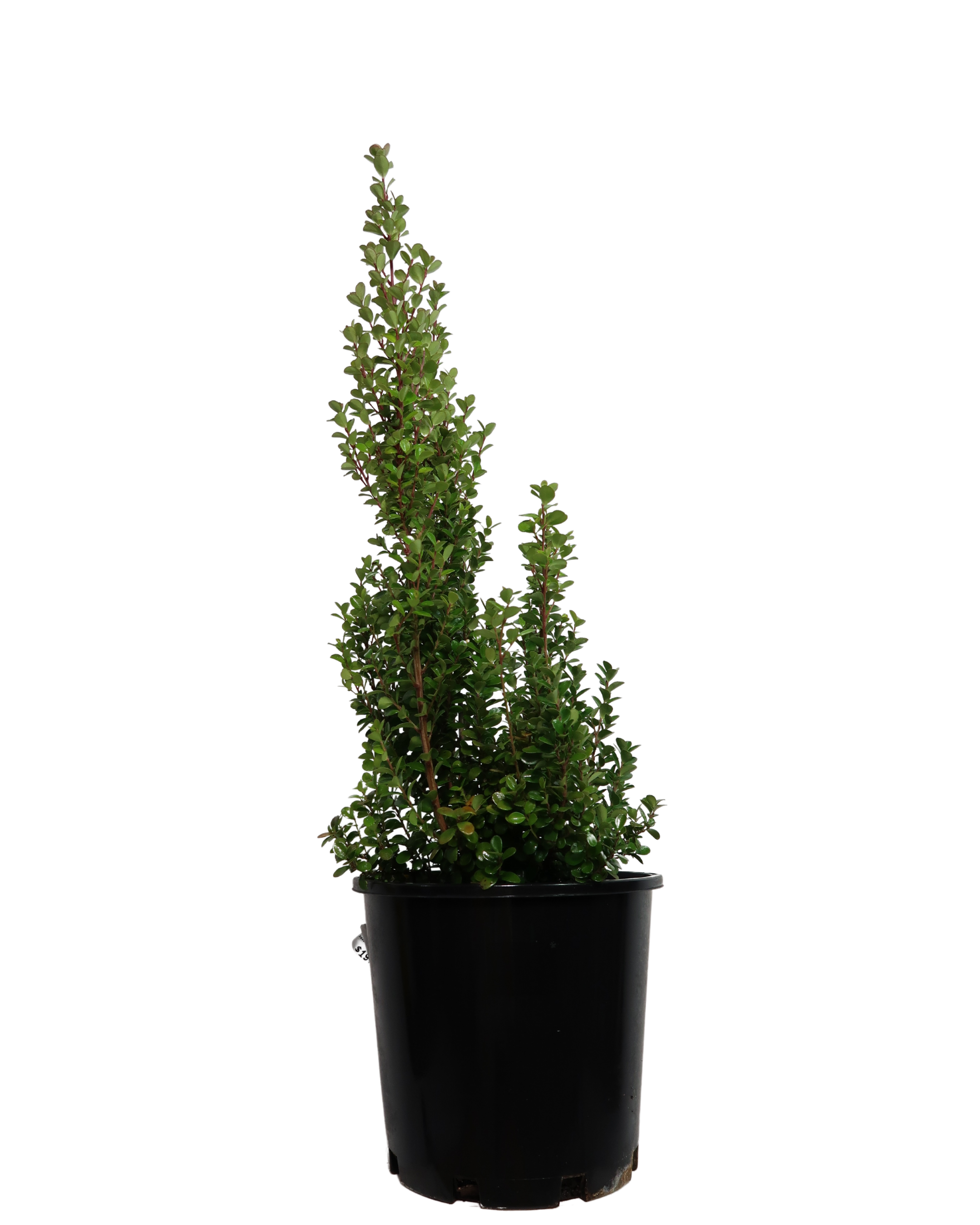 African Boxwood - Myrsine Africana