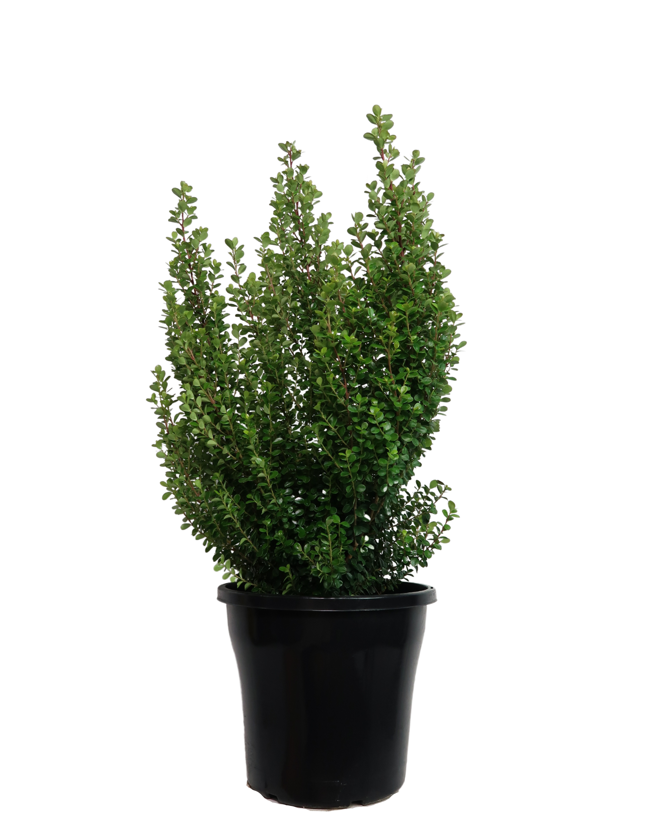 African Boxwood - Myrsine Africana