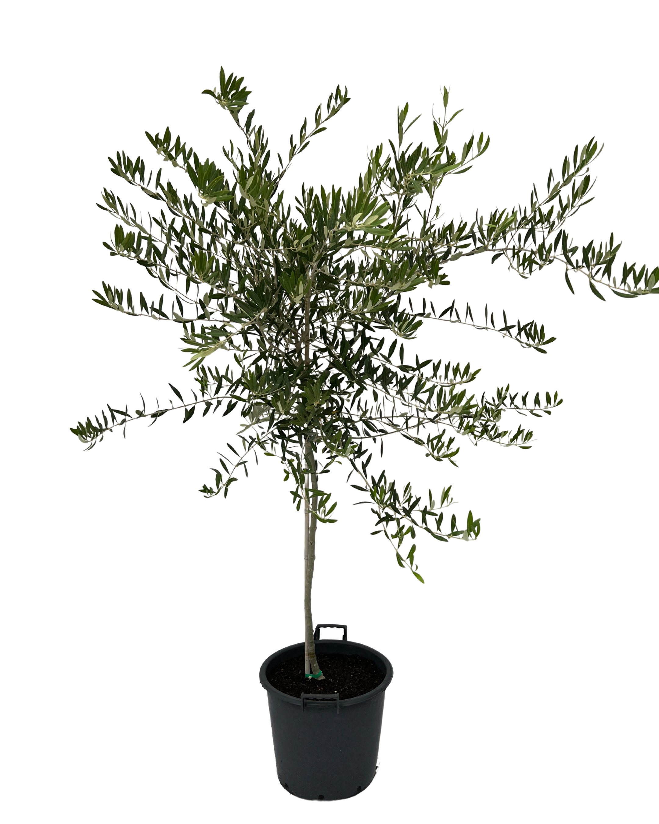 Olive - Olea Nevadillo Blanco