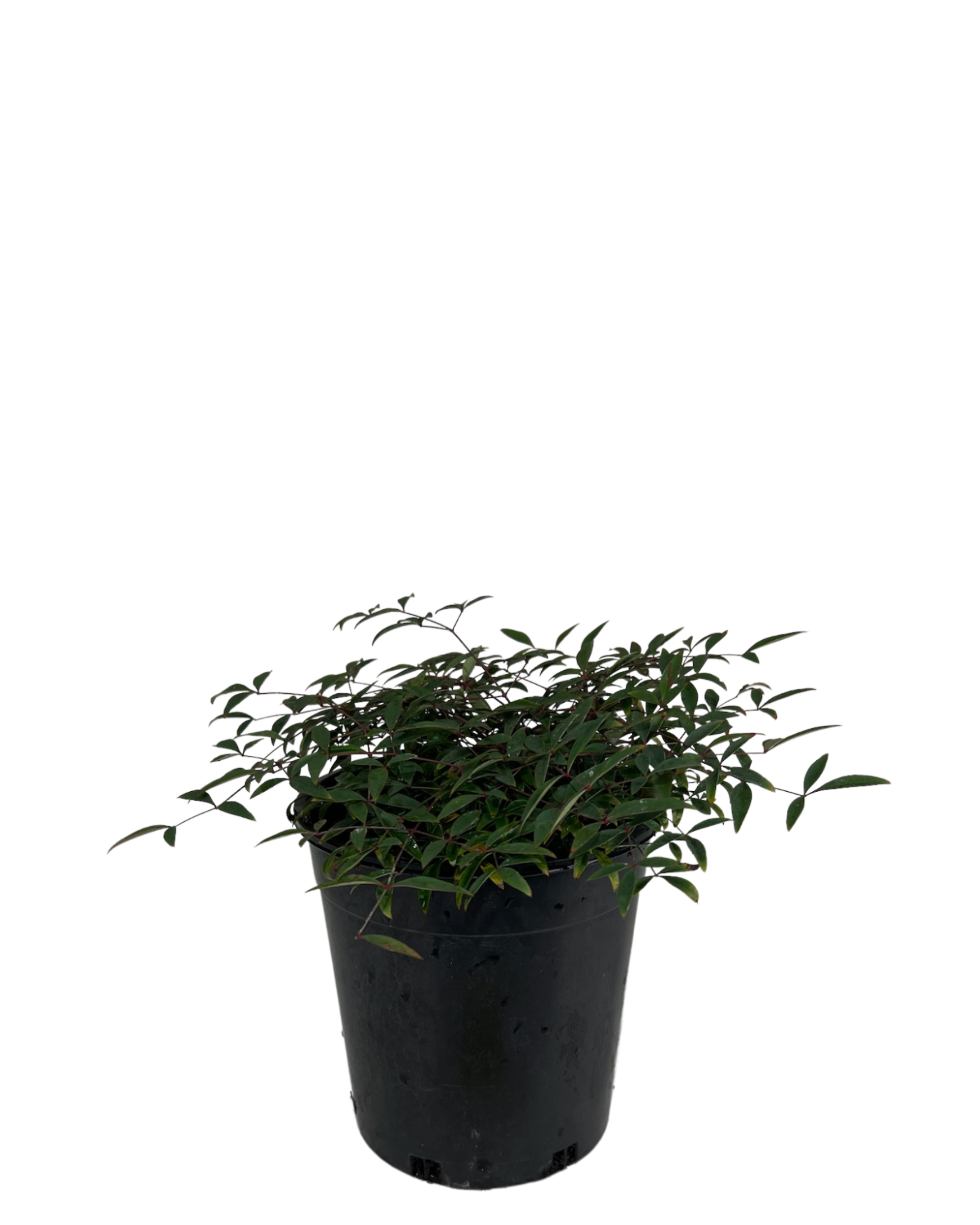 Sacred Bamboo - Nandina Domestica Flirt