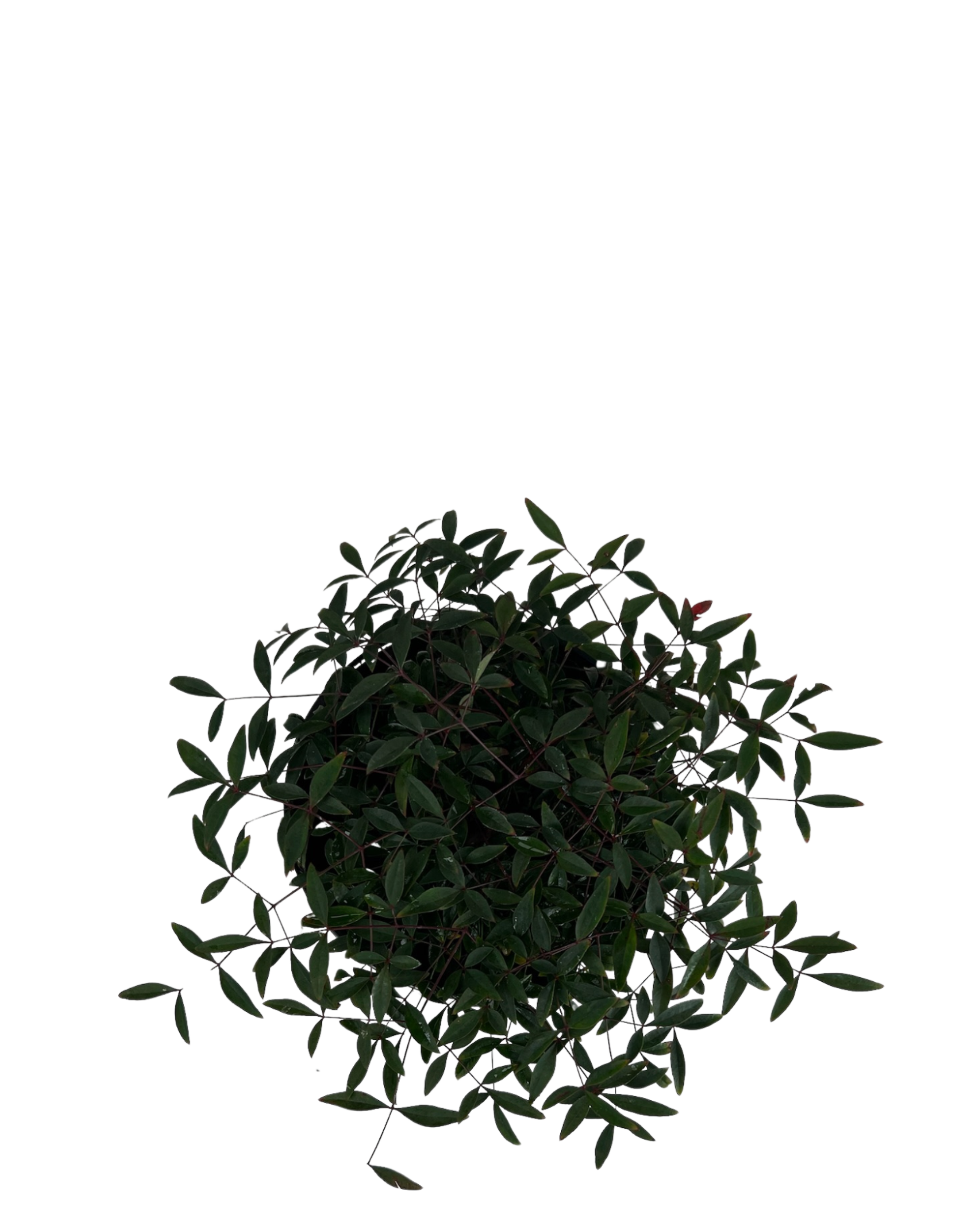 Sacred Bamboo - Nandina Domestica Flirt