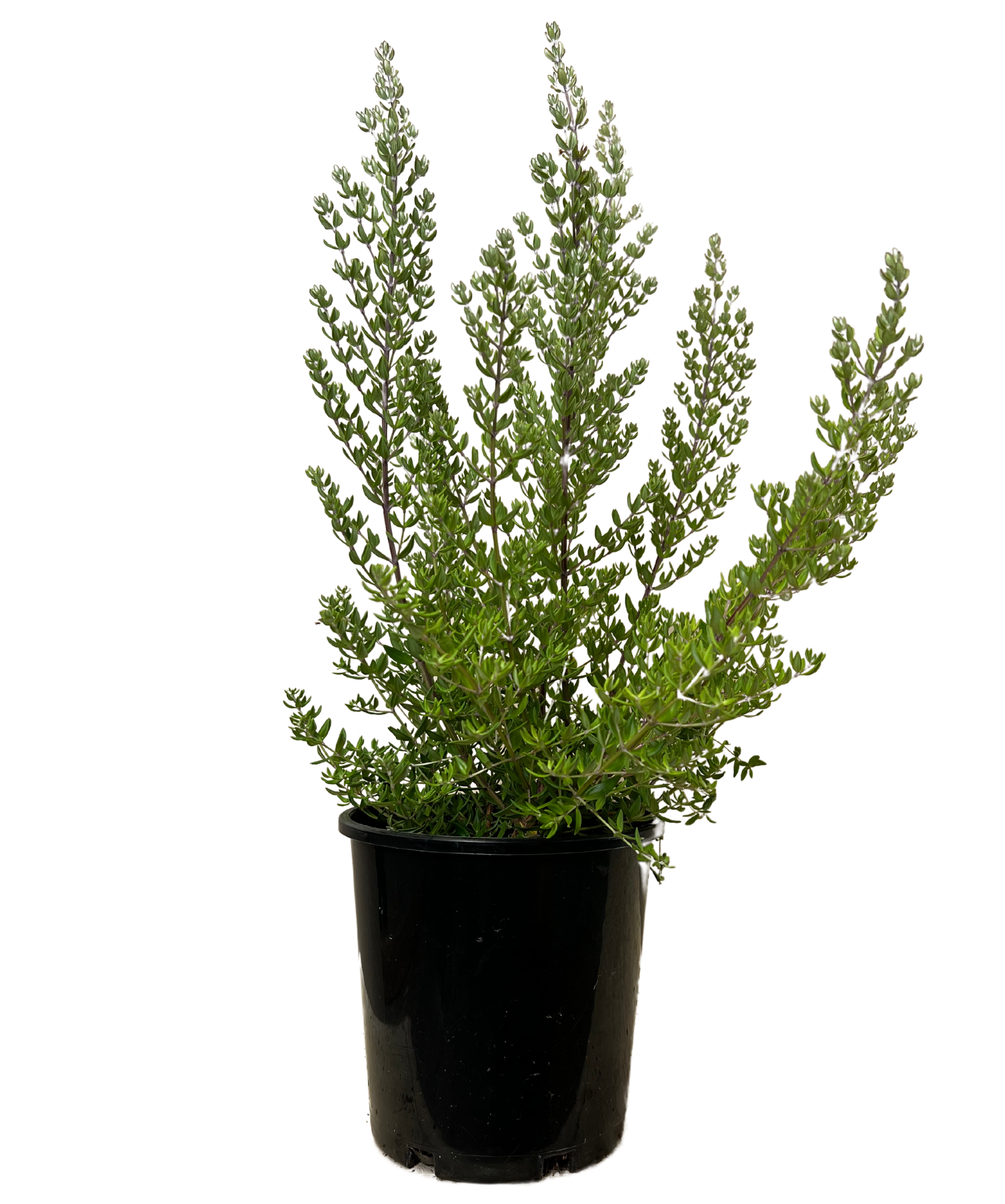 Westringia Naringa