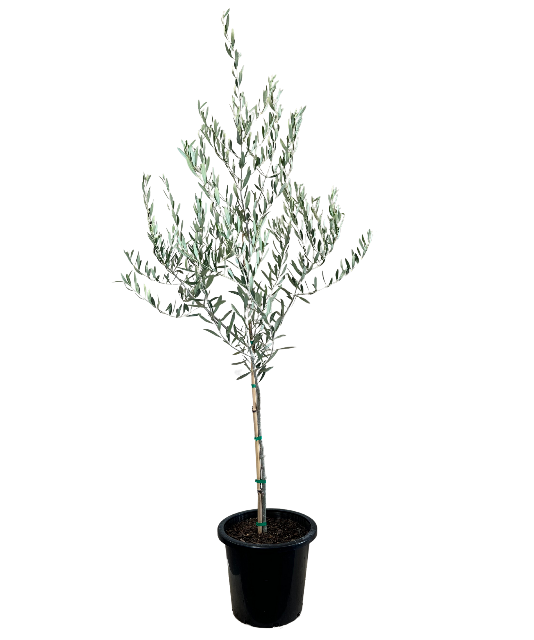 Olive - Olea Nevadillo Blanco