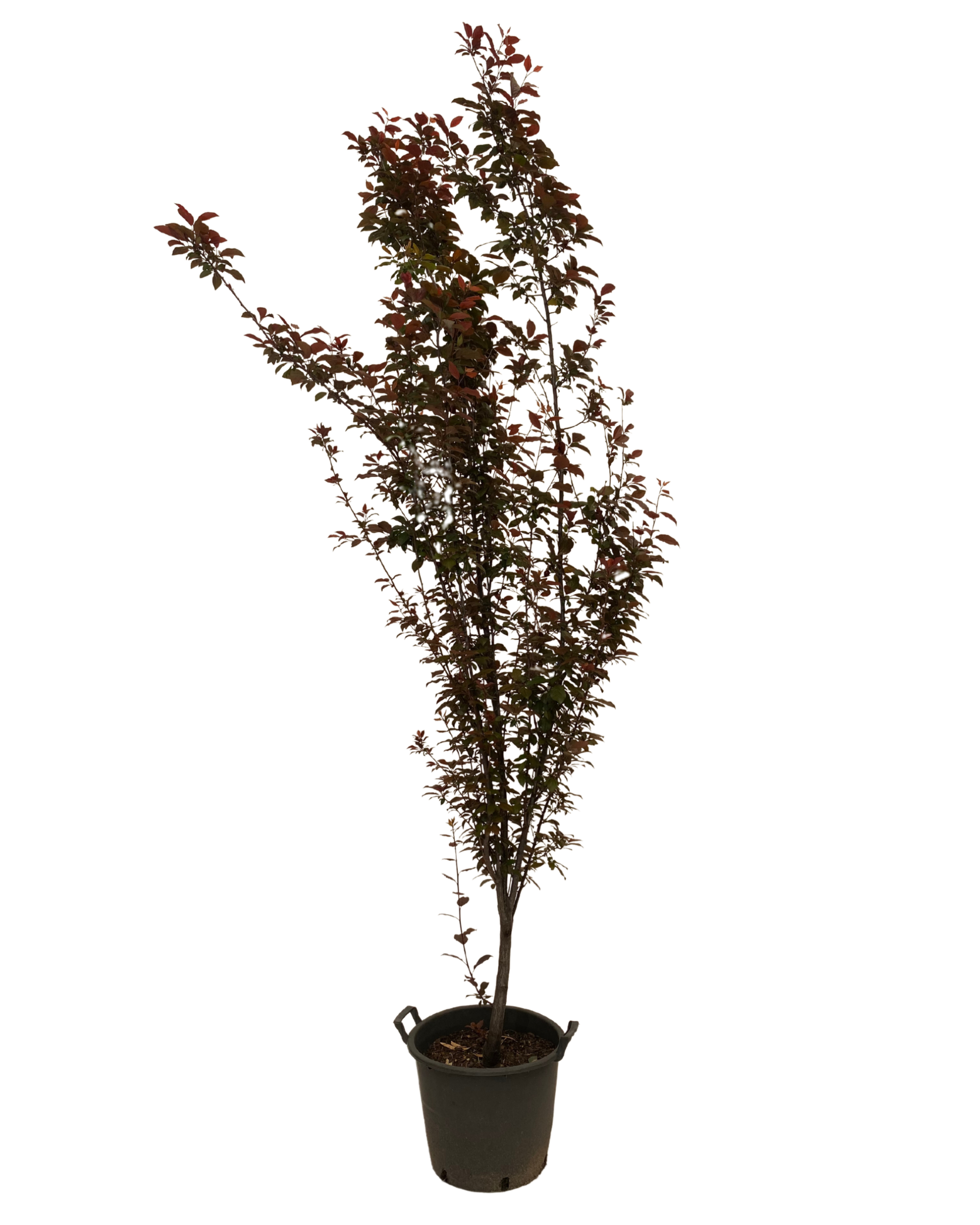Flowering Plum - Prunus Cerasifera Nigra