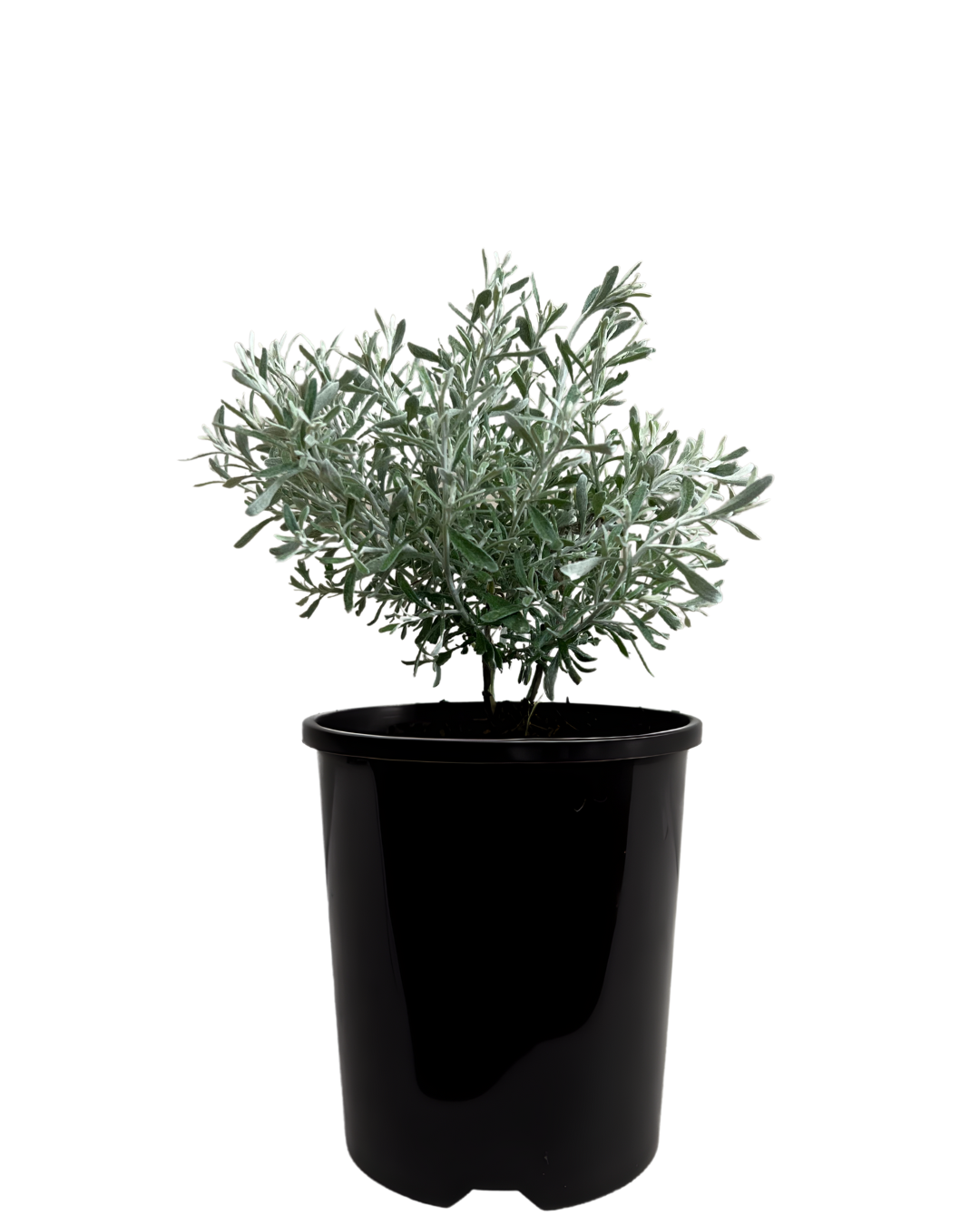 Olearia Axillaris Mini