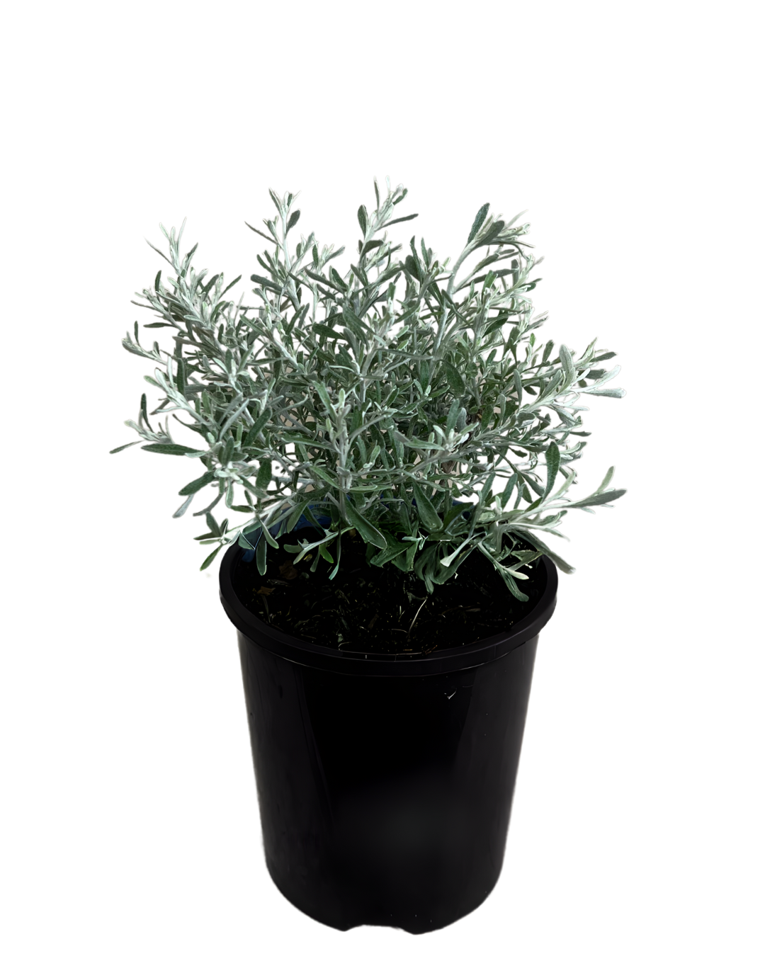 Olearia Axillaris Mini