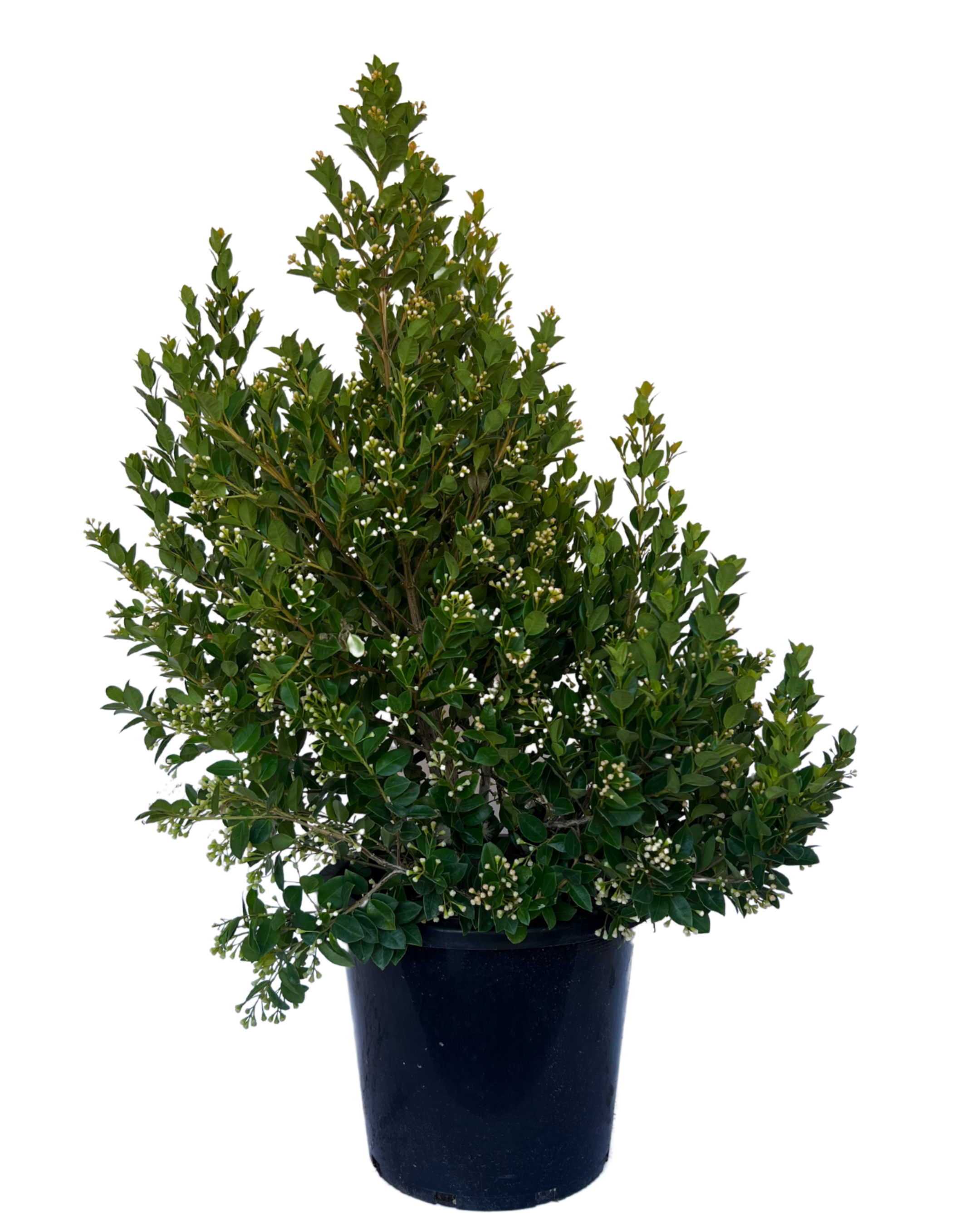 Syzygium Orange Twist