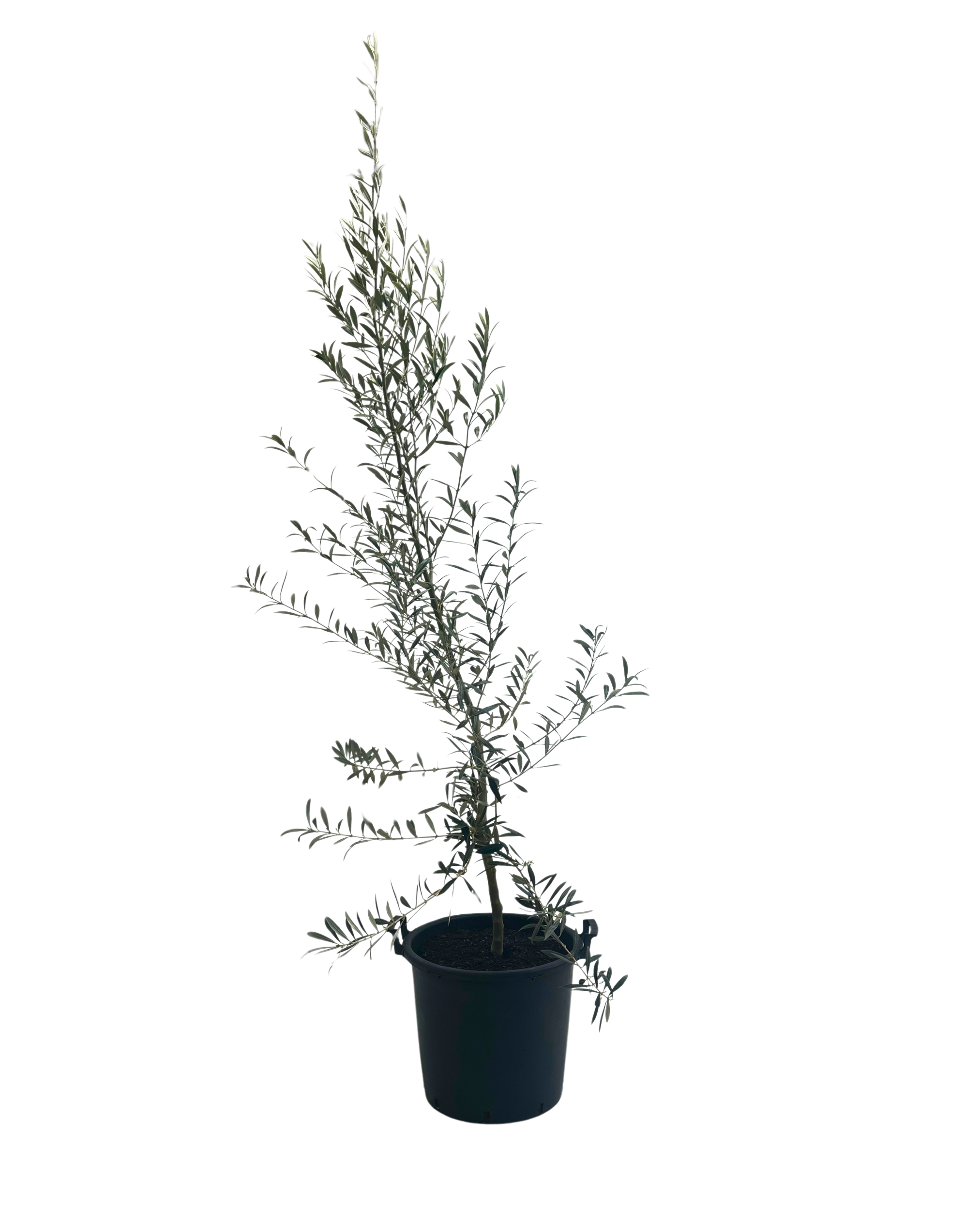 Olive - Olea Hojiblanca
