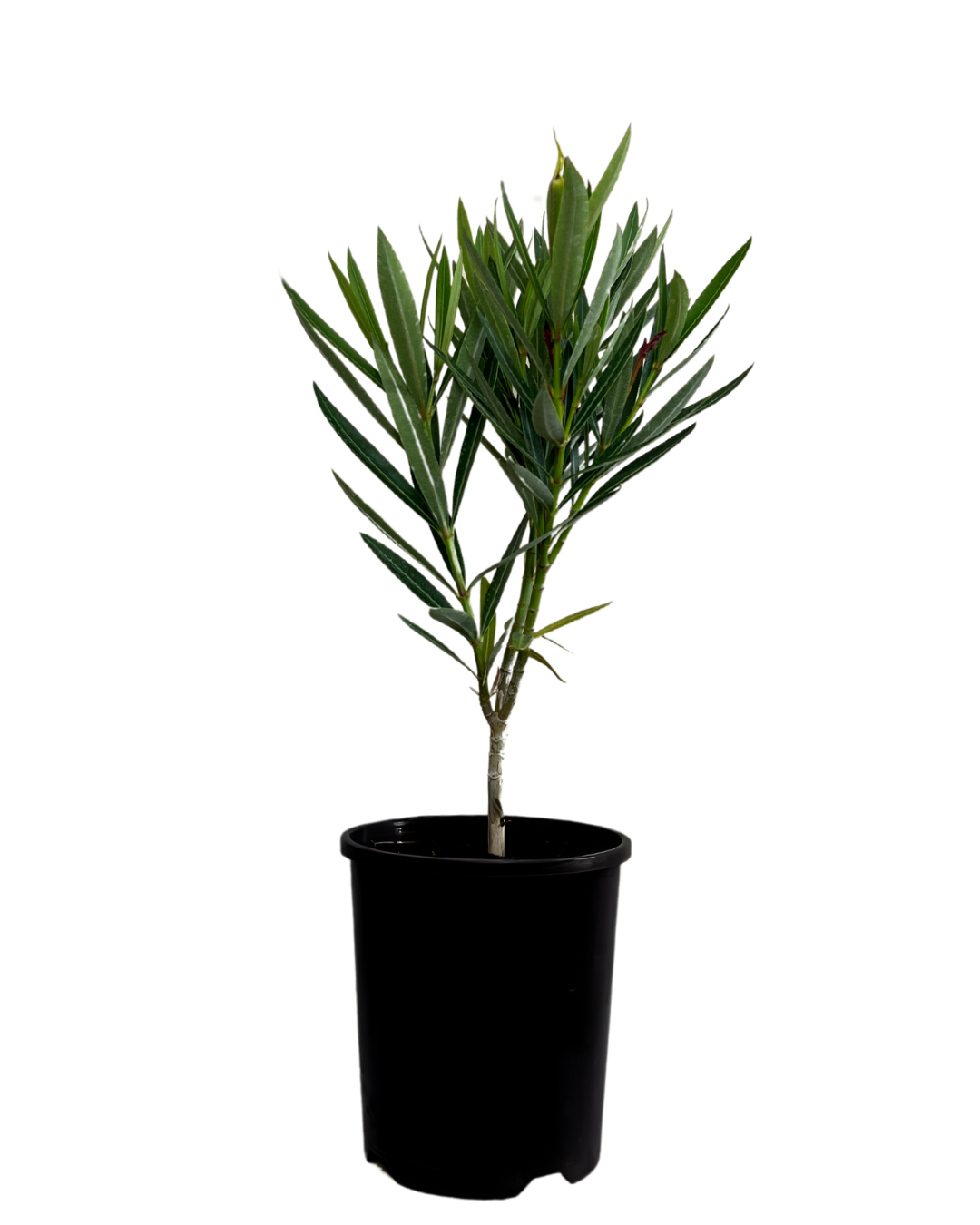 Nerium Cherry Surprise