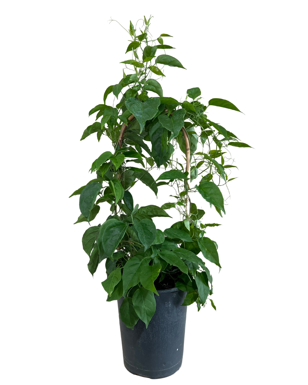 Pyrostegiana Ignea