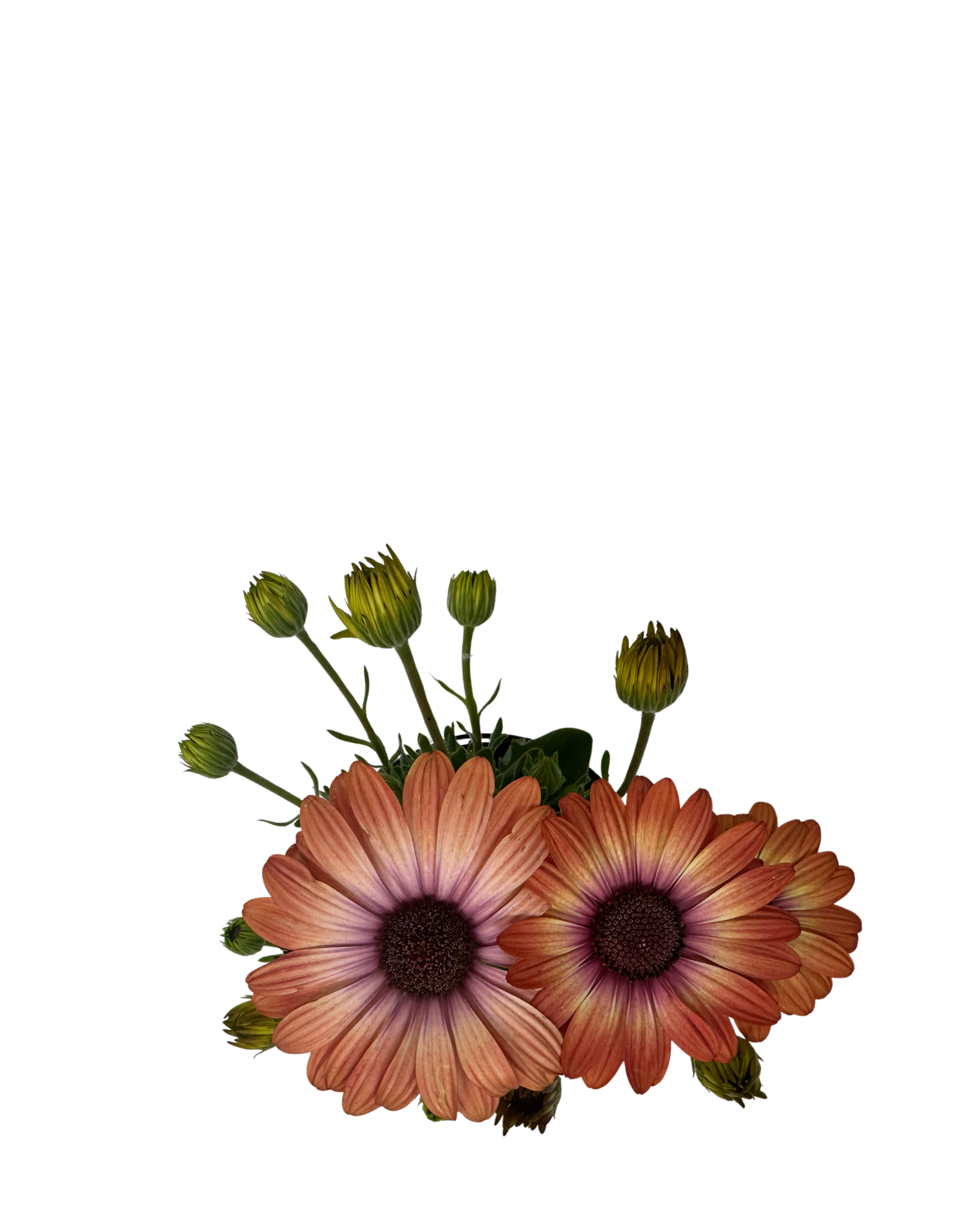 Arican Daisy - Osteospermum Serenity Coral Magic