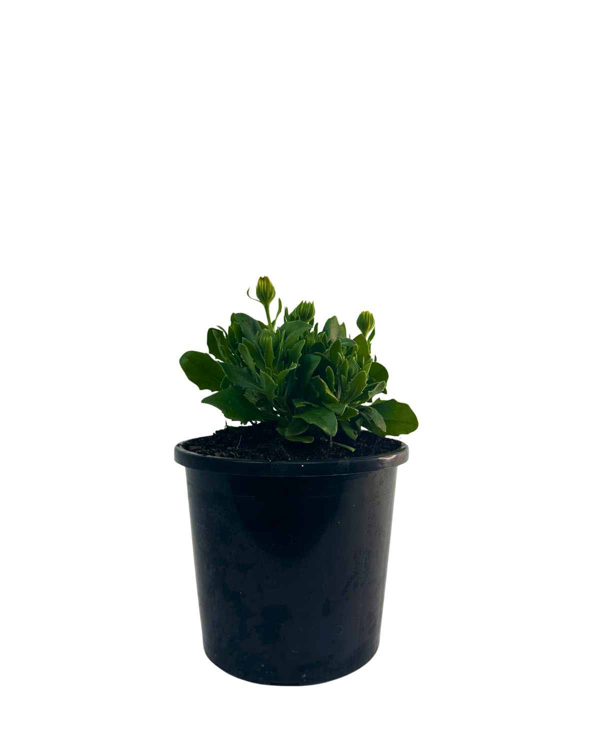 Osteospermum Popeyes Neon Magenta