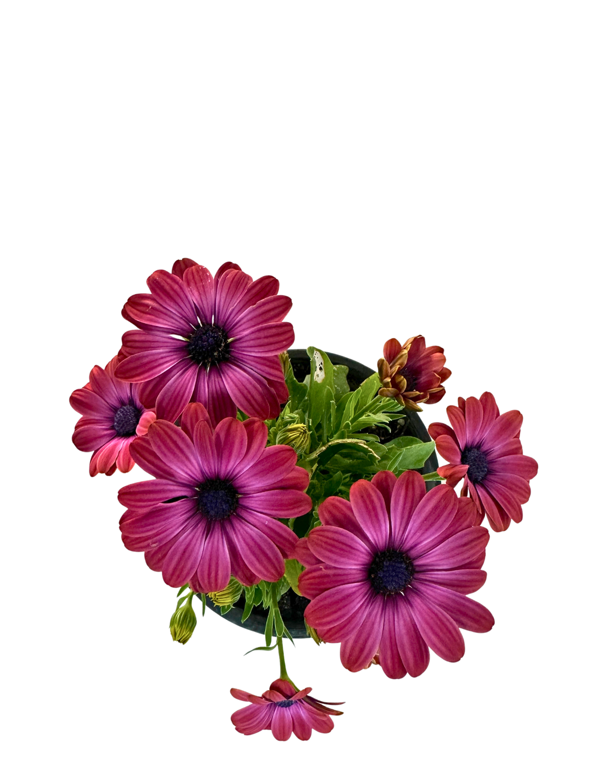 Osteospermum Popeyes Neon Magenta