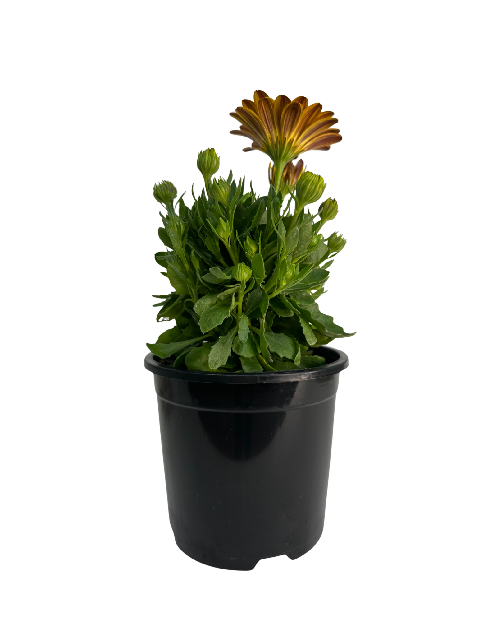 African Daisy - Osteospermum Serenity Deep Yellow