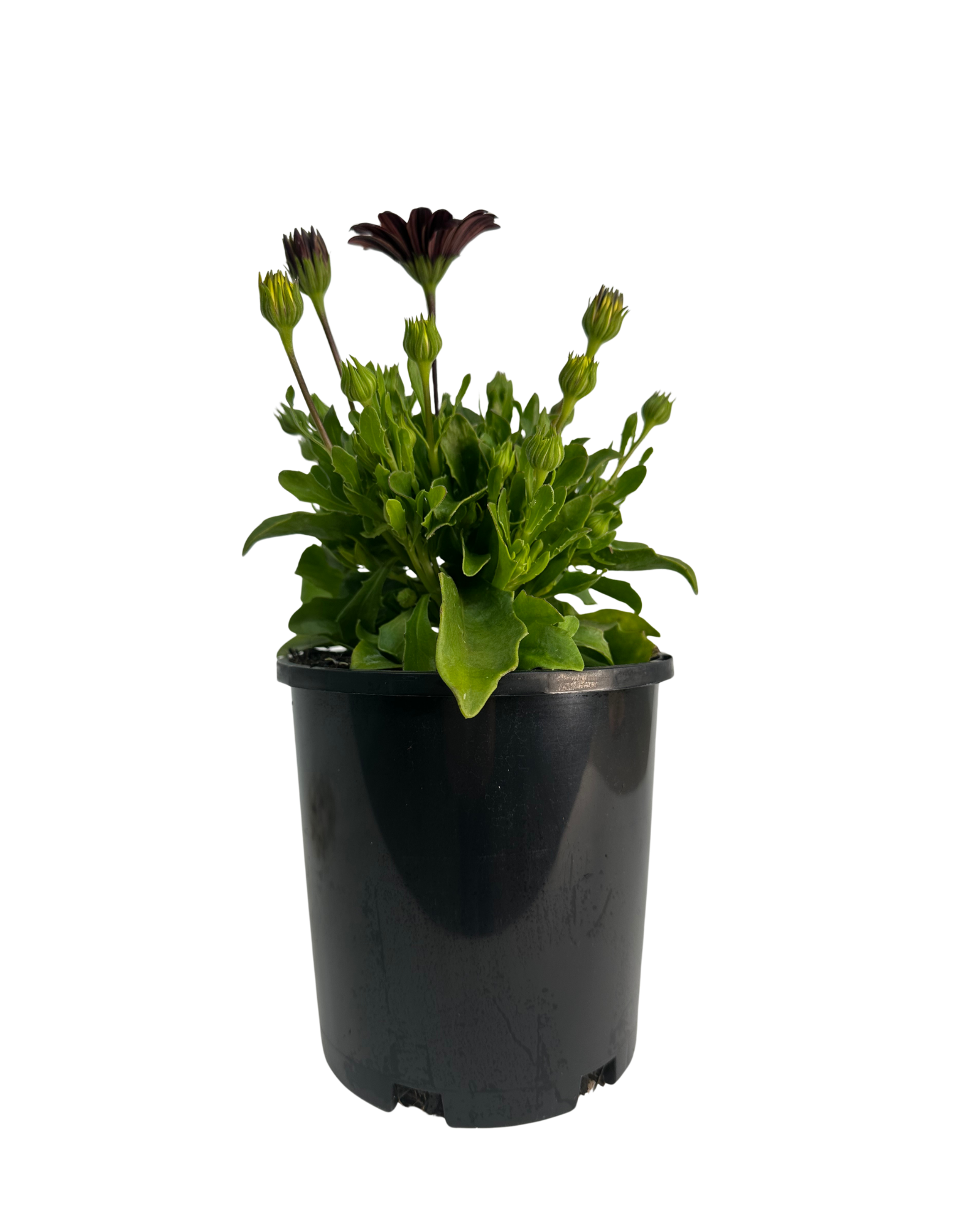 African Daisy - Osteospermum Serenity Red