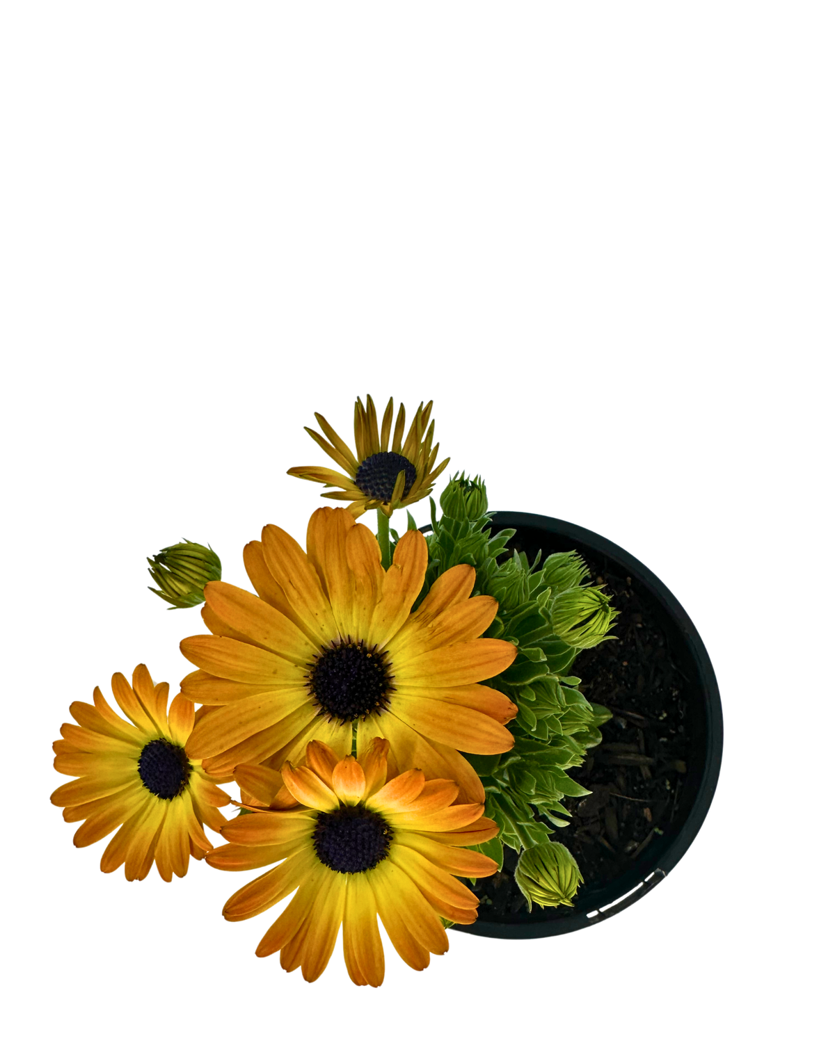 Osteospermum Sunshine Beauty