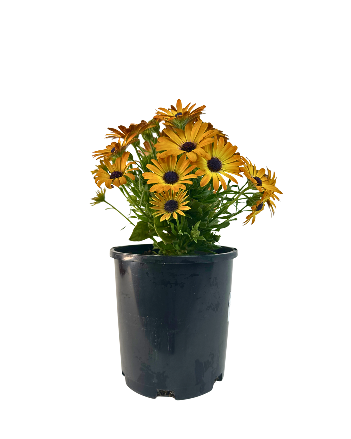 Osteospermum Sunshine Beauty